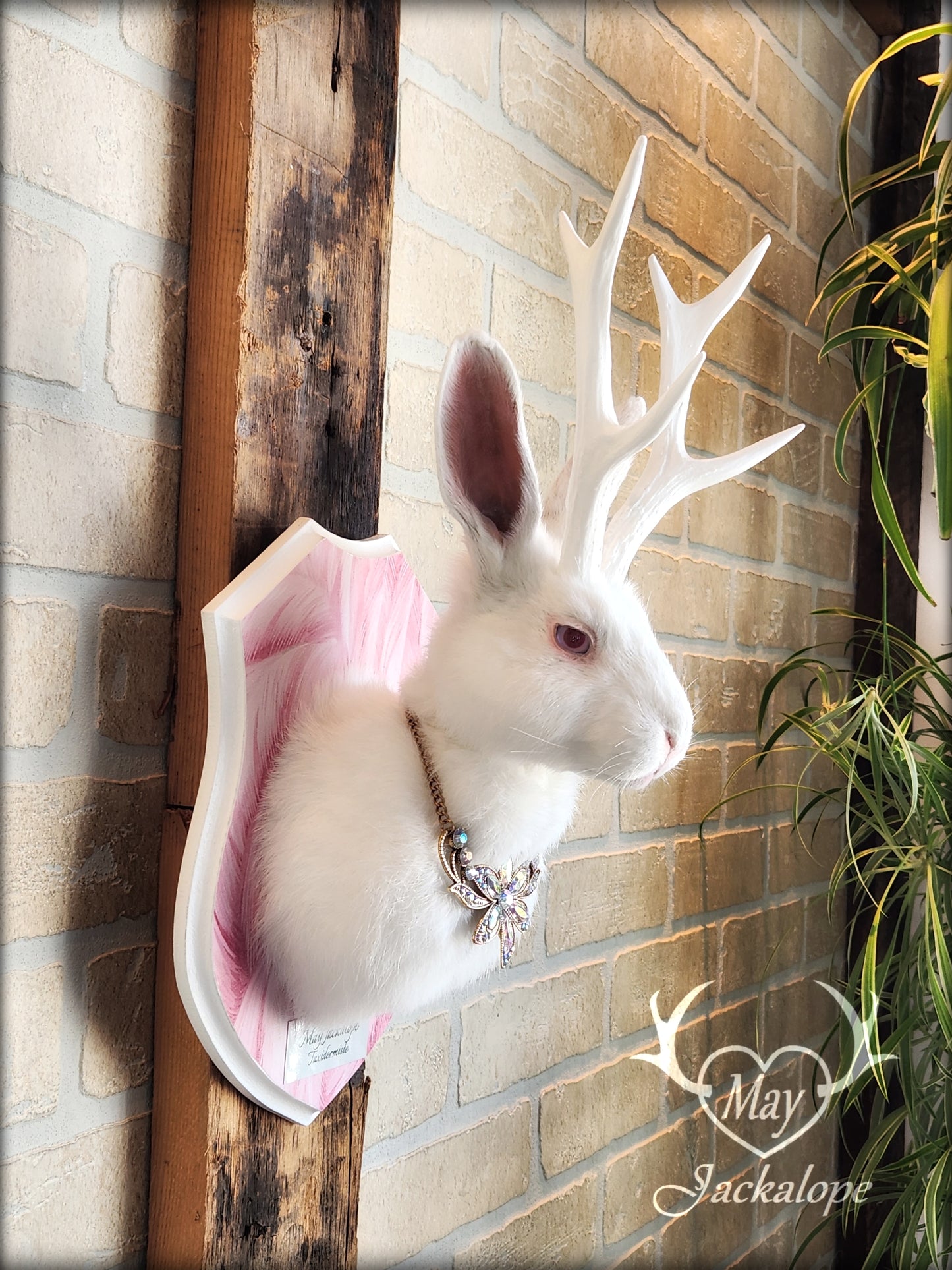 White Jackalope taxidermy with pink albino eyes, white antlers replica & neclace