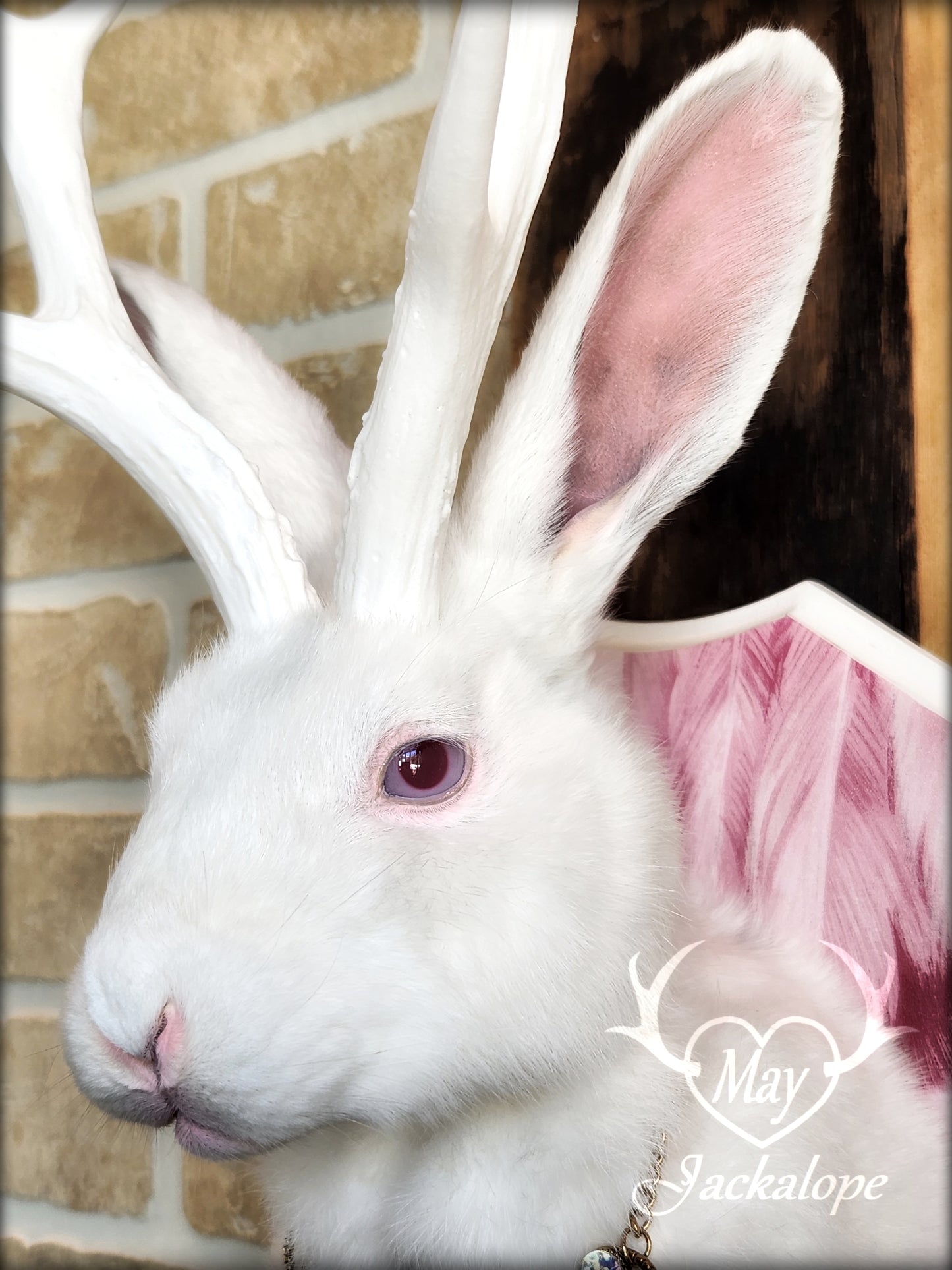 White Jackalope taxidermy with pink albino eyes, white antlers replica & neclace
