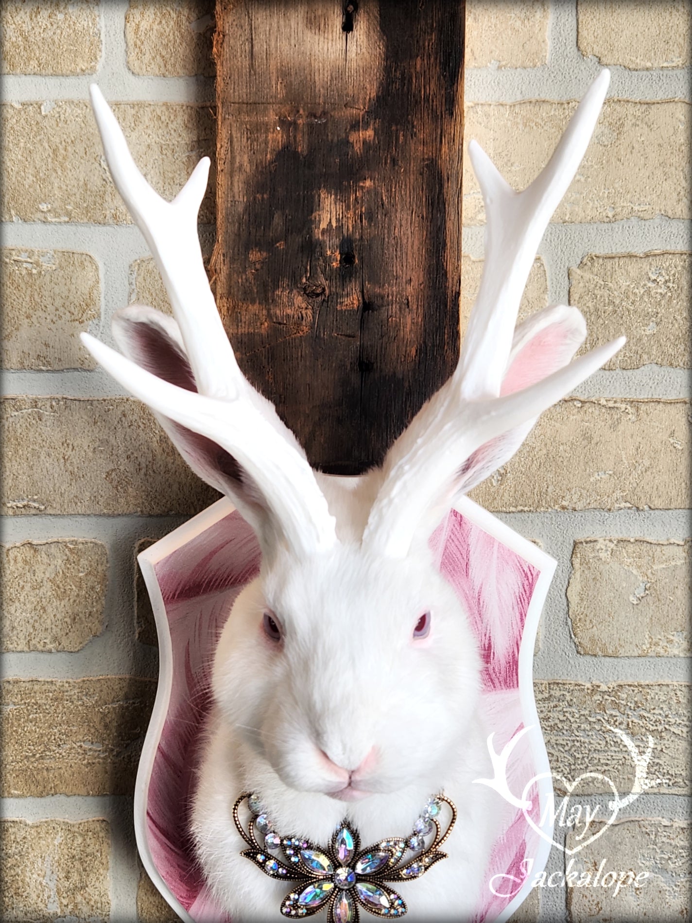 White Jackalope taxidermy with pink albino eyes, white antlers replica & neclace
