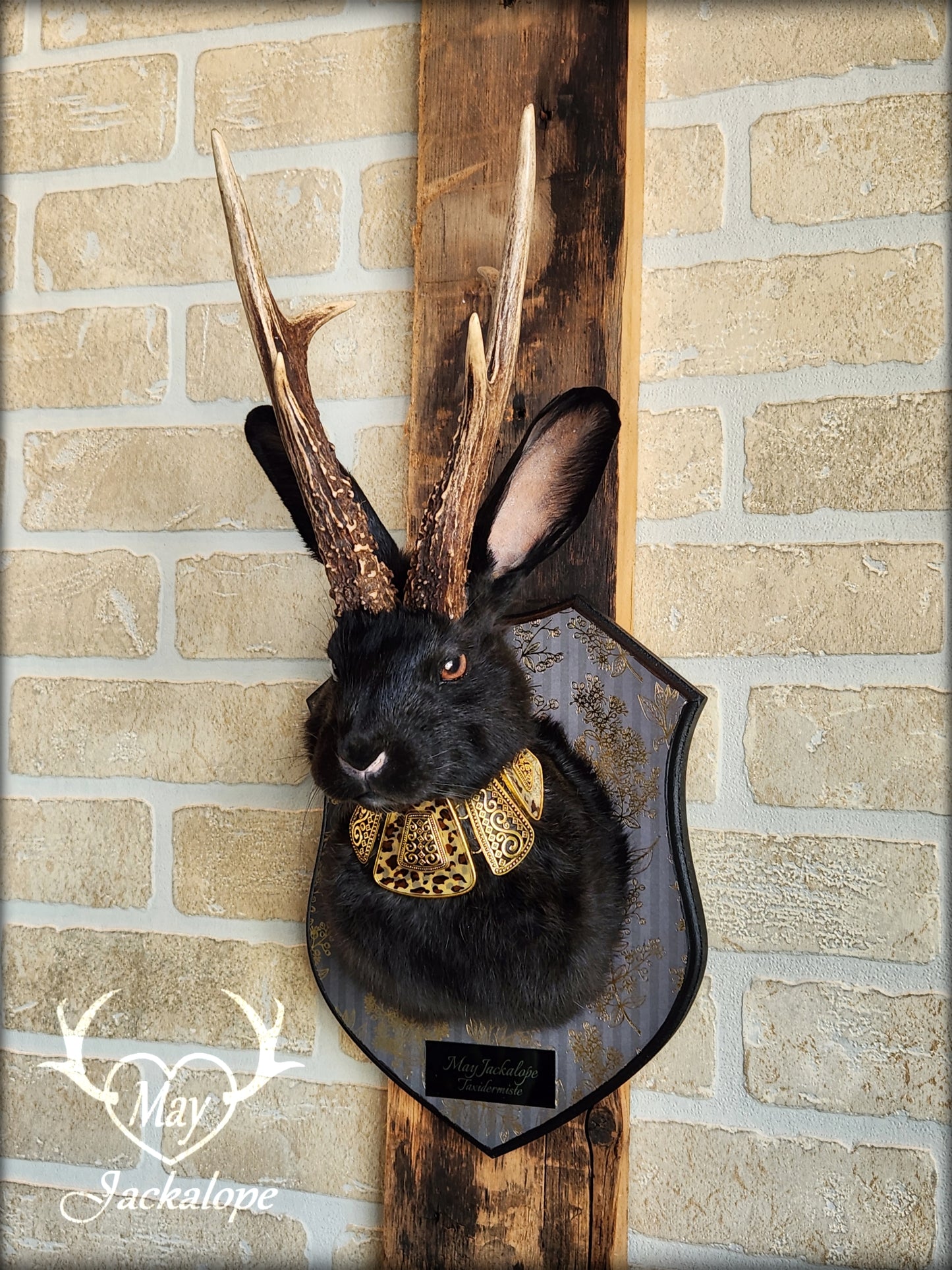 Black Jackalope taxidermy with heterochromia eyes, real antlers & golden necklace