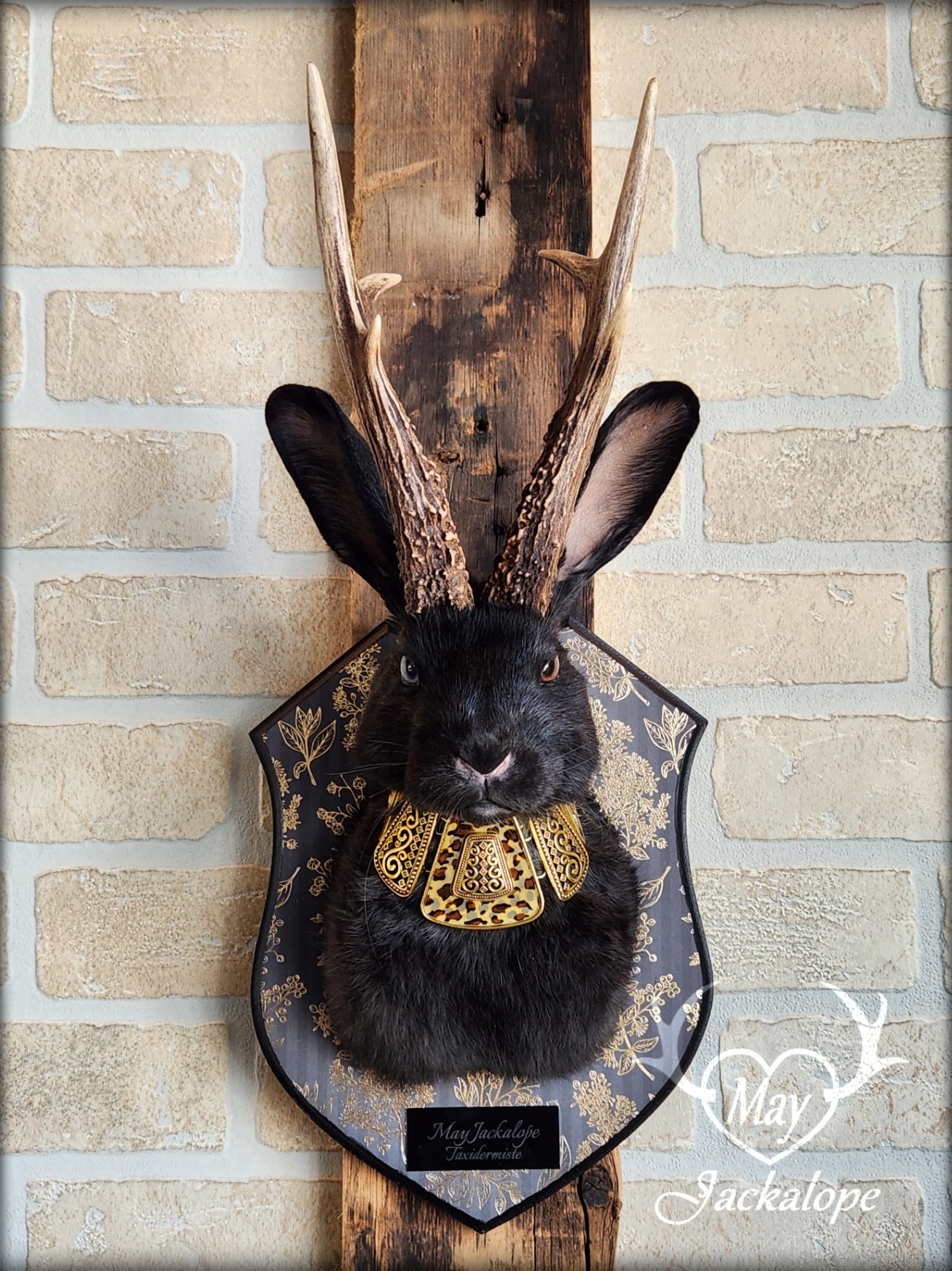 Black Jackalope taxidermy with heterochromia eyes, real antlers & golden necklace