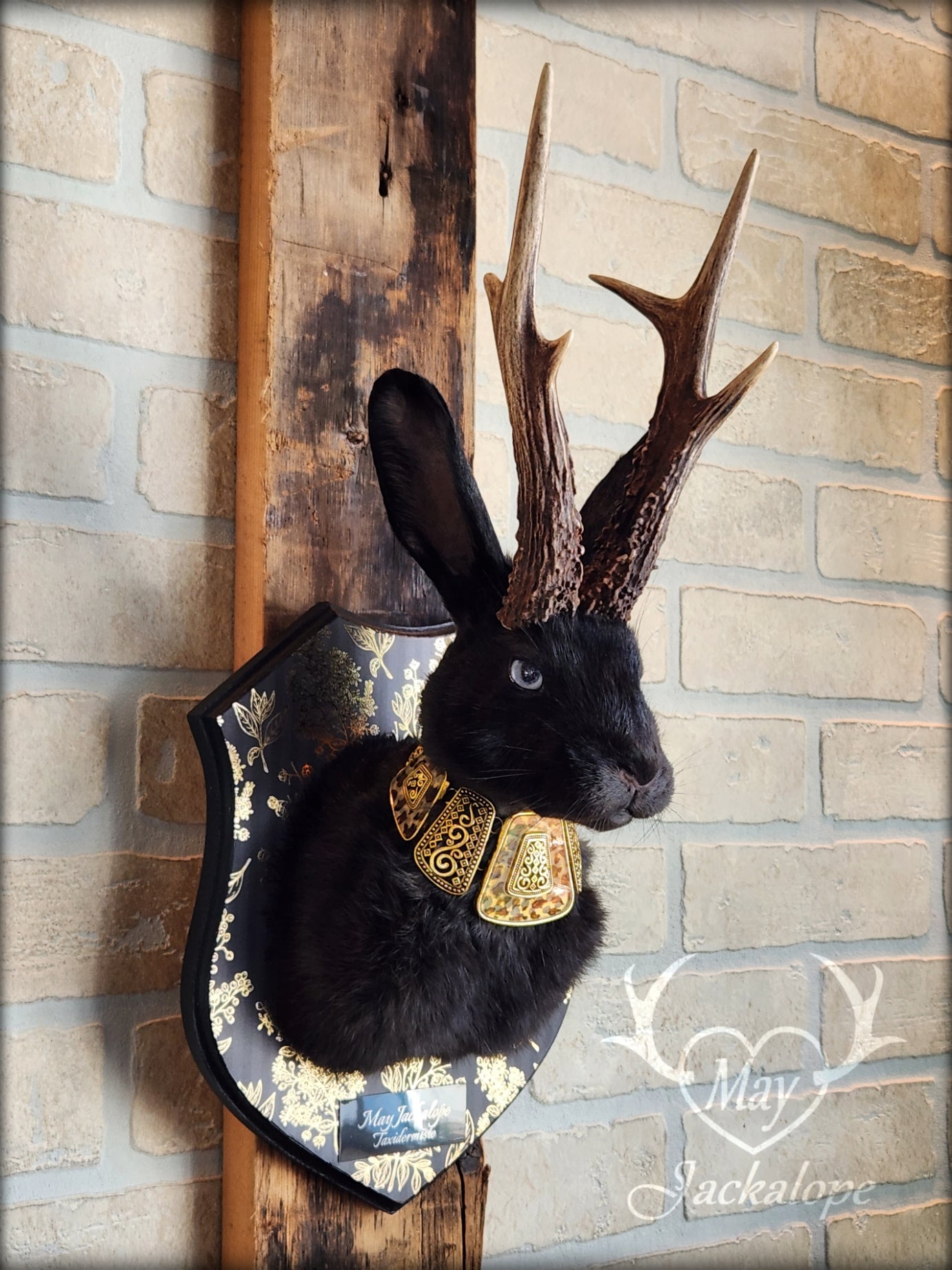 Black Jackalope taxidermy with heterochromia eyes, real antlers & golden necklace
