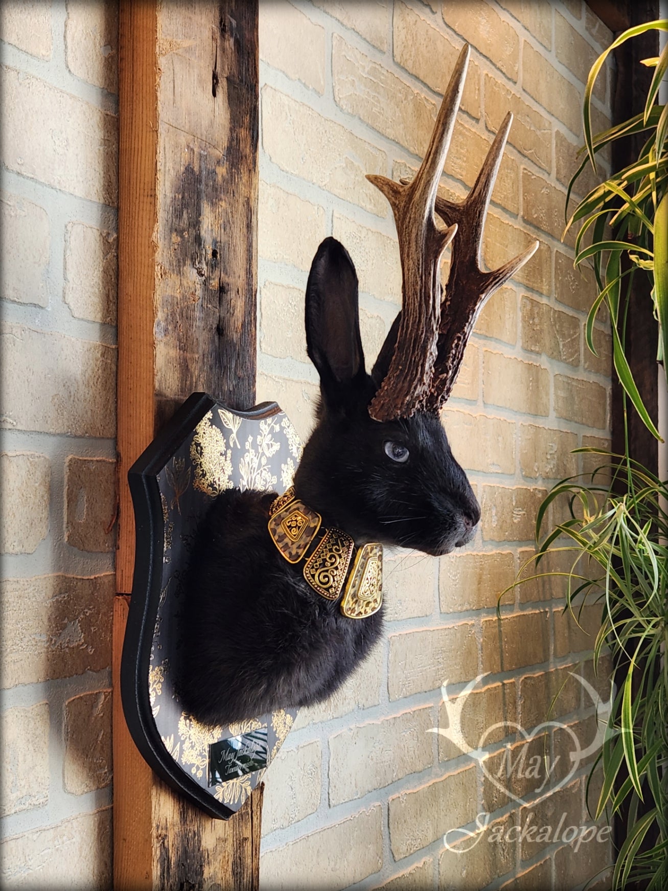 Black Jackalope taxidermy with heterochromia eyes, real antlers & golden necklace