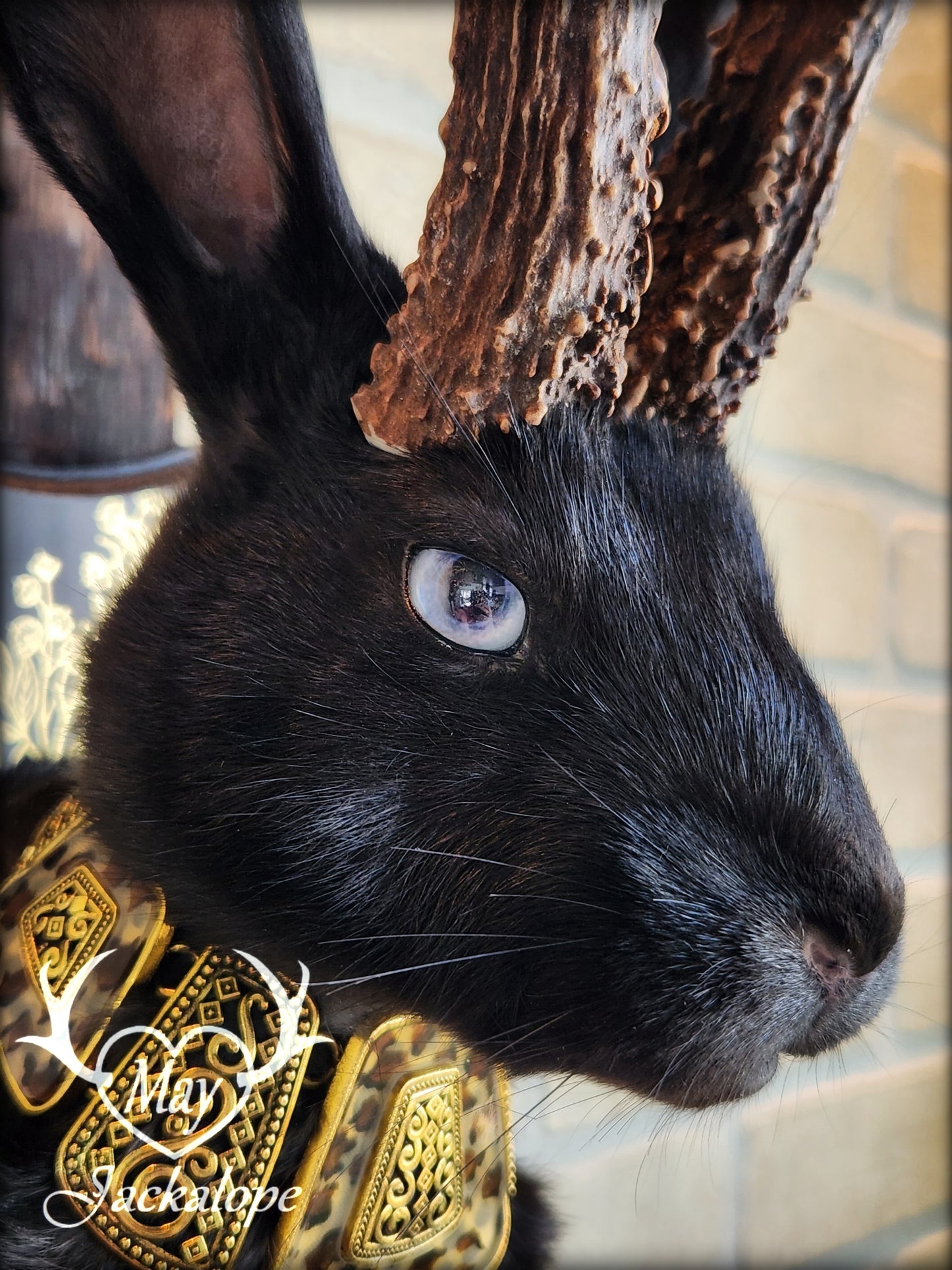 Black Jackalope taxidermy with heterochromia eyes, real antlers & golden necklace