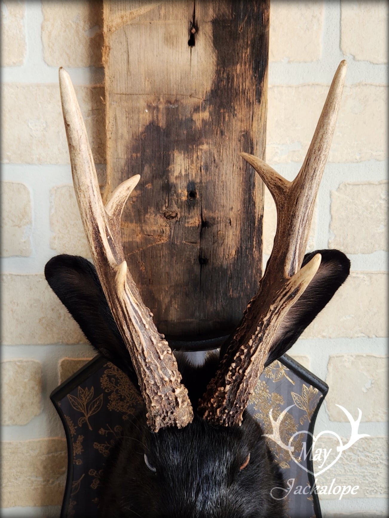 Black Jackalope taxidermy with heterochromia eyes, real antlers & golden necklace
