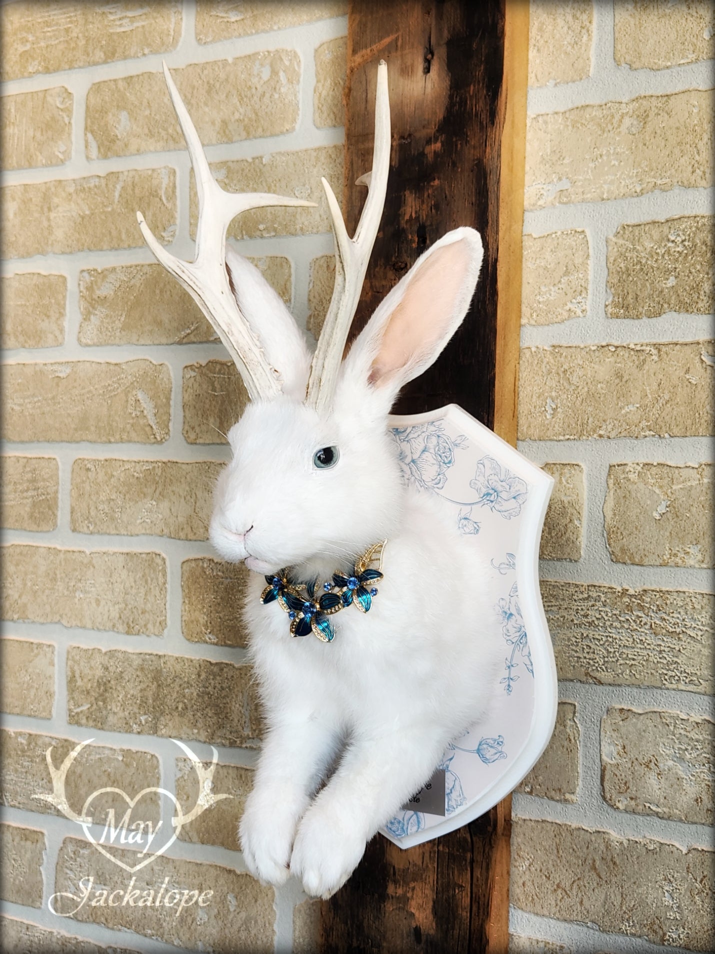White Jackalope taxidermy with blue eyes, real natural bleached antlers & blue necklace