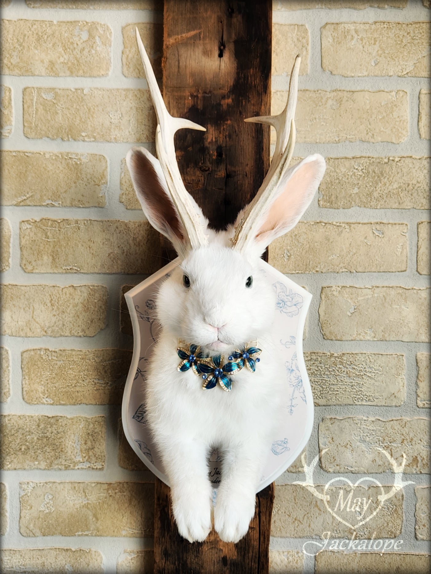 White Jackalope taxidermy with blue eyes, real natural bleached antlers & blue necklace