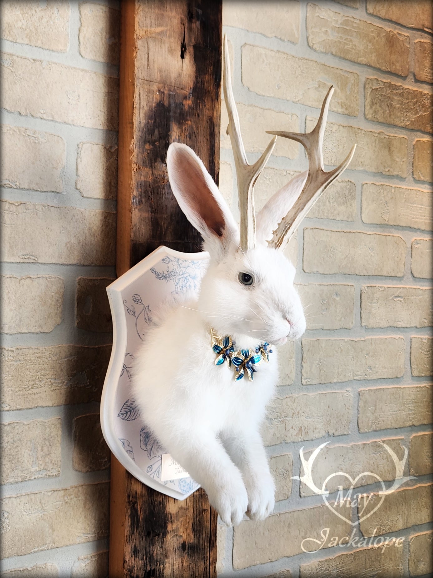 White Jackalope taxidermy with blue eyes, real natural bleached antlers & blue necklace