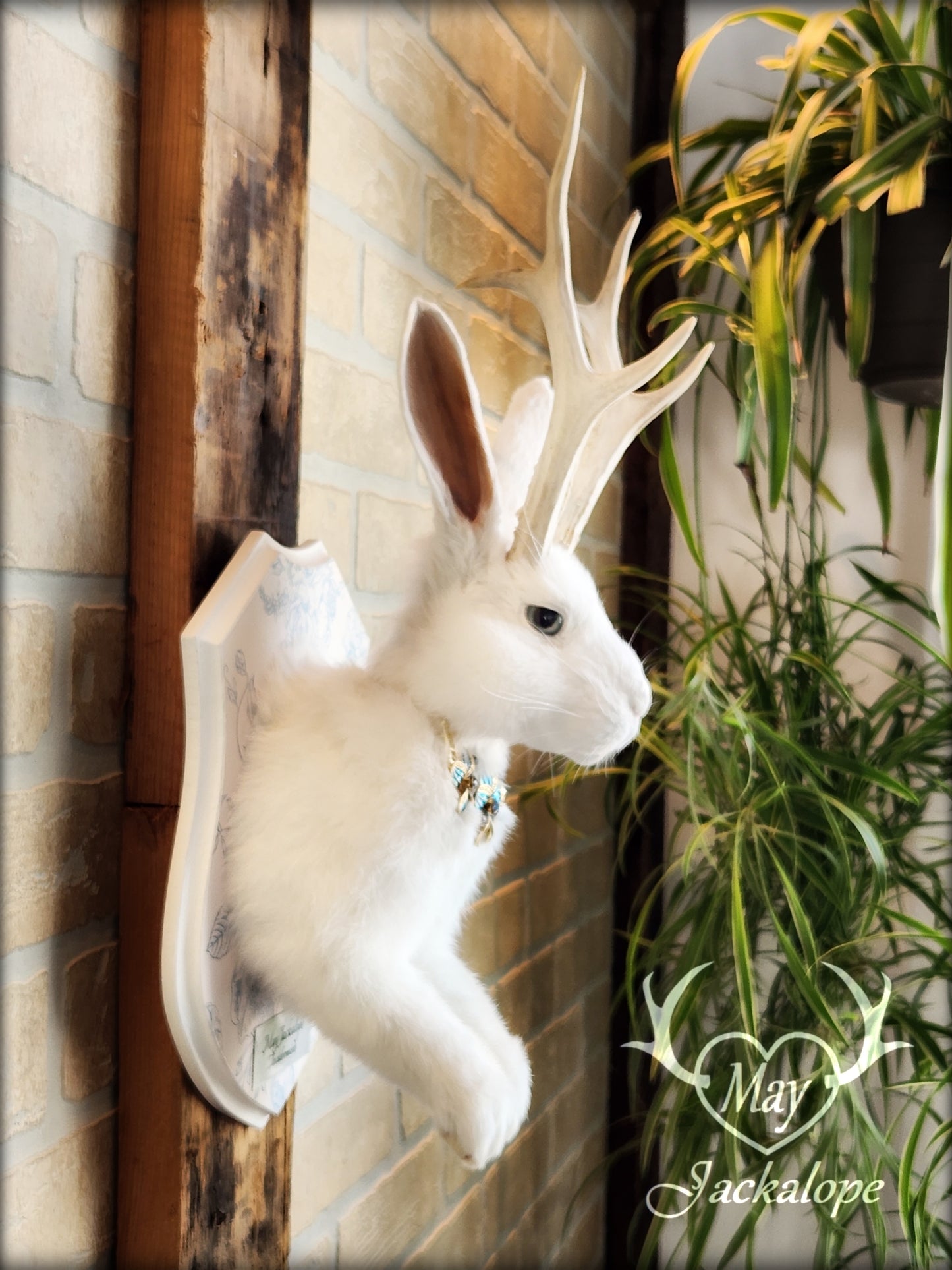 White Jackalope taxidermy with blue eyes, real natural bleached antlers & blue necklace