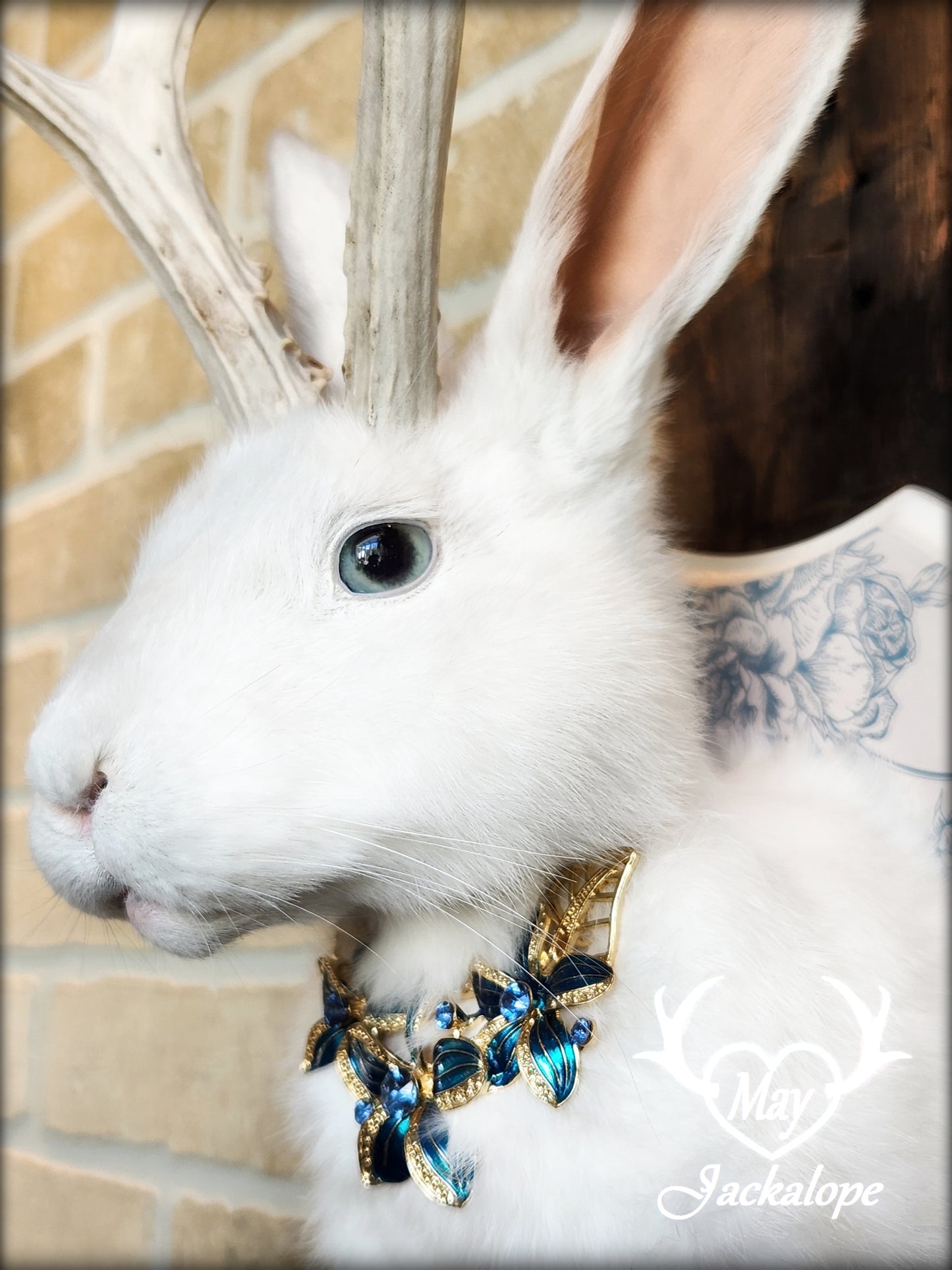White Jackalope taxidermy with blue eyes, real natural bleached antlers & blue necklace