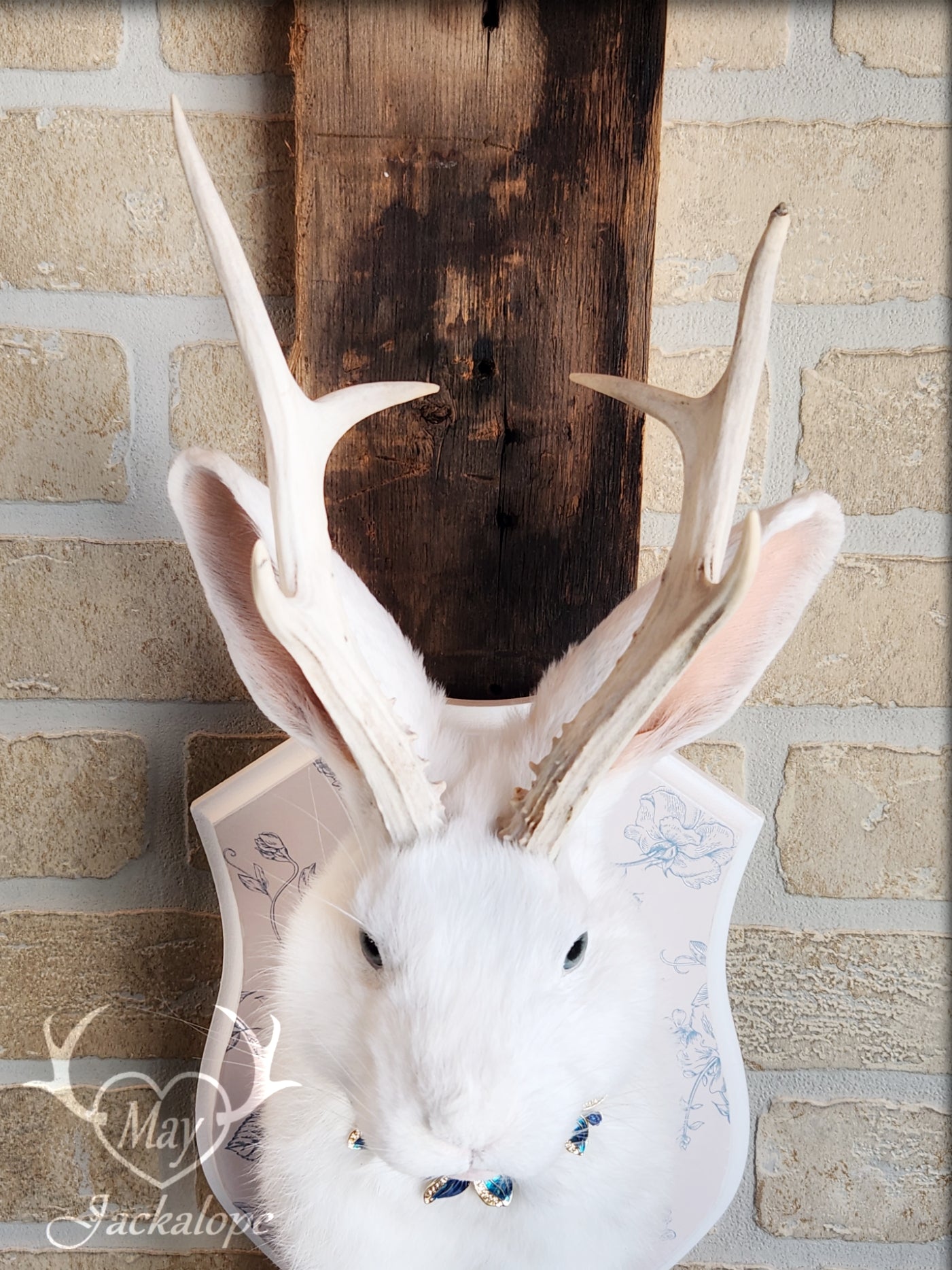 White Jackalope taxidermy with blue eyes, real natural bleached antlers & blue necklace