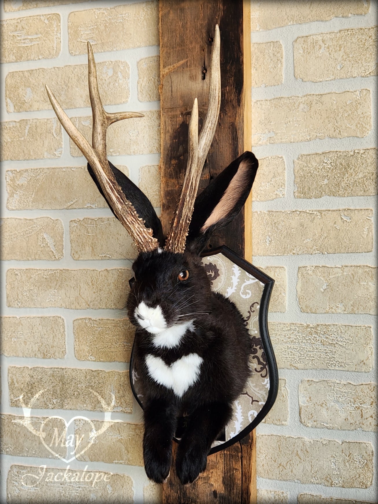 Black & white Jackalope taxidermy with hazel eyes, white heart on the belly & long real antlers