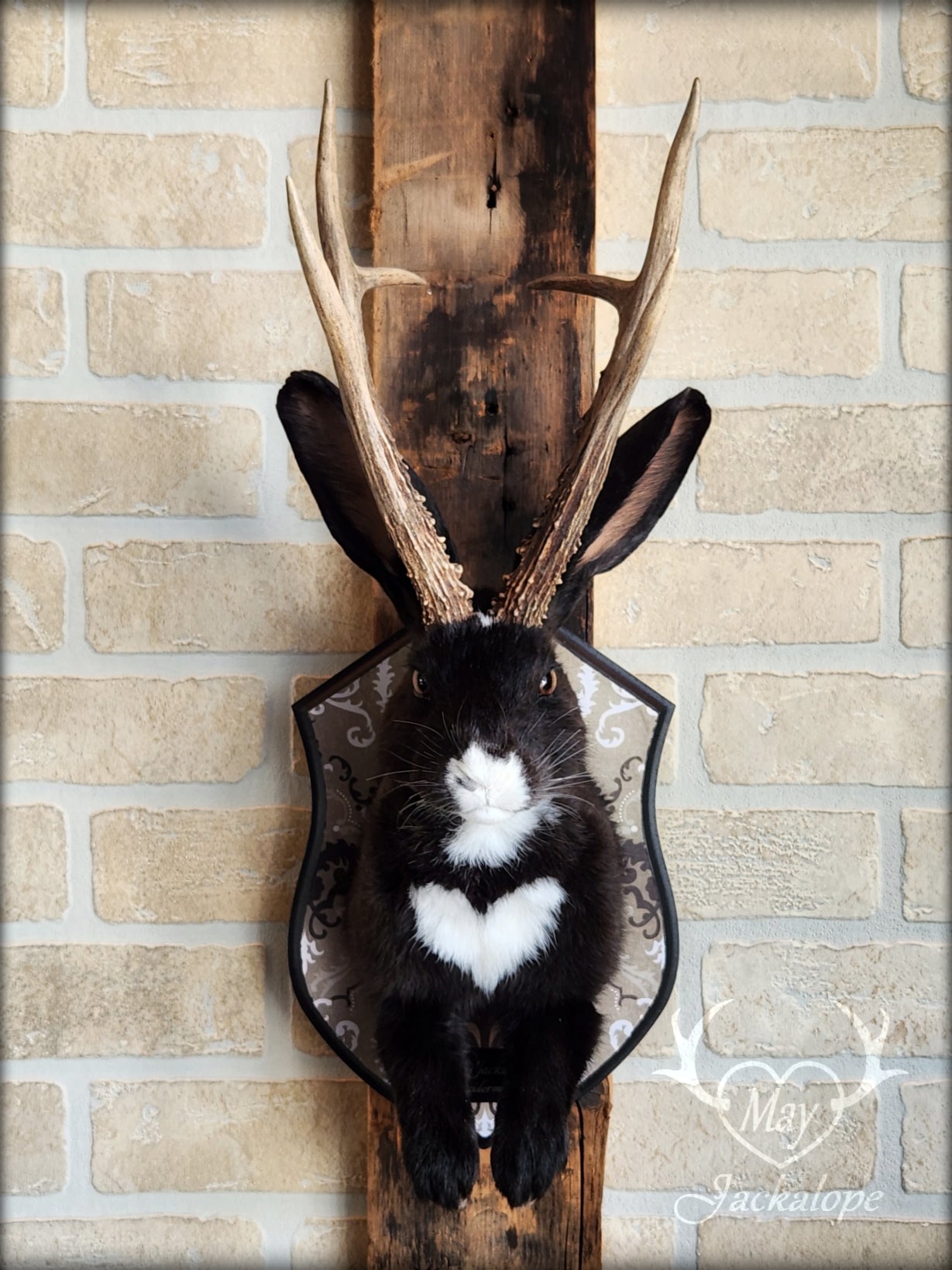 Black & white Jackalope taxidermy with hazel eyes, white heart on the belly & long real antlers