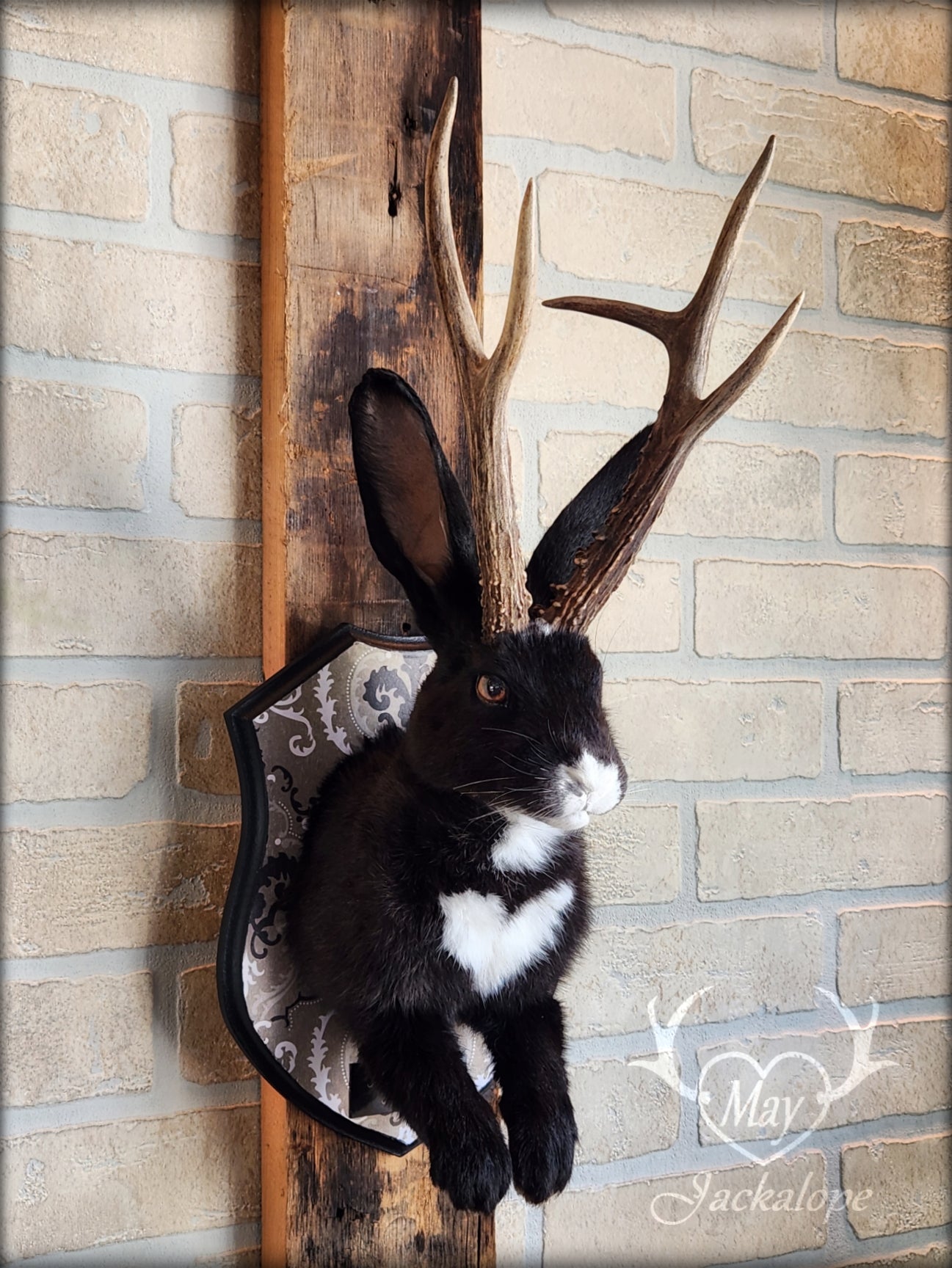 Black & white Jackalope taxidermy with hazel eyes, white heart on the belly & long real antlers