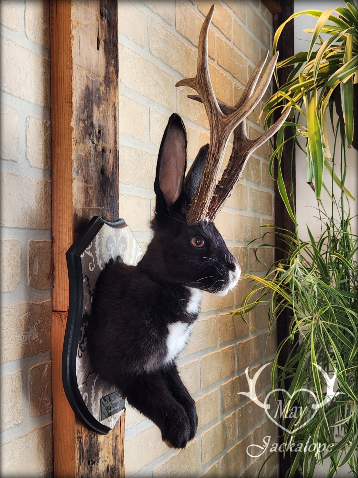 Black & white Jackalope taxidermy with hazel eyes, white heart on the belly & long real antlers