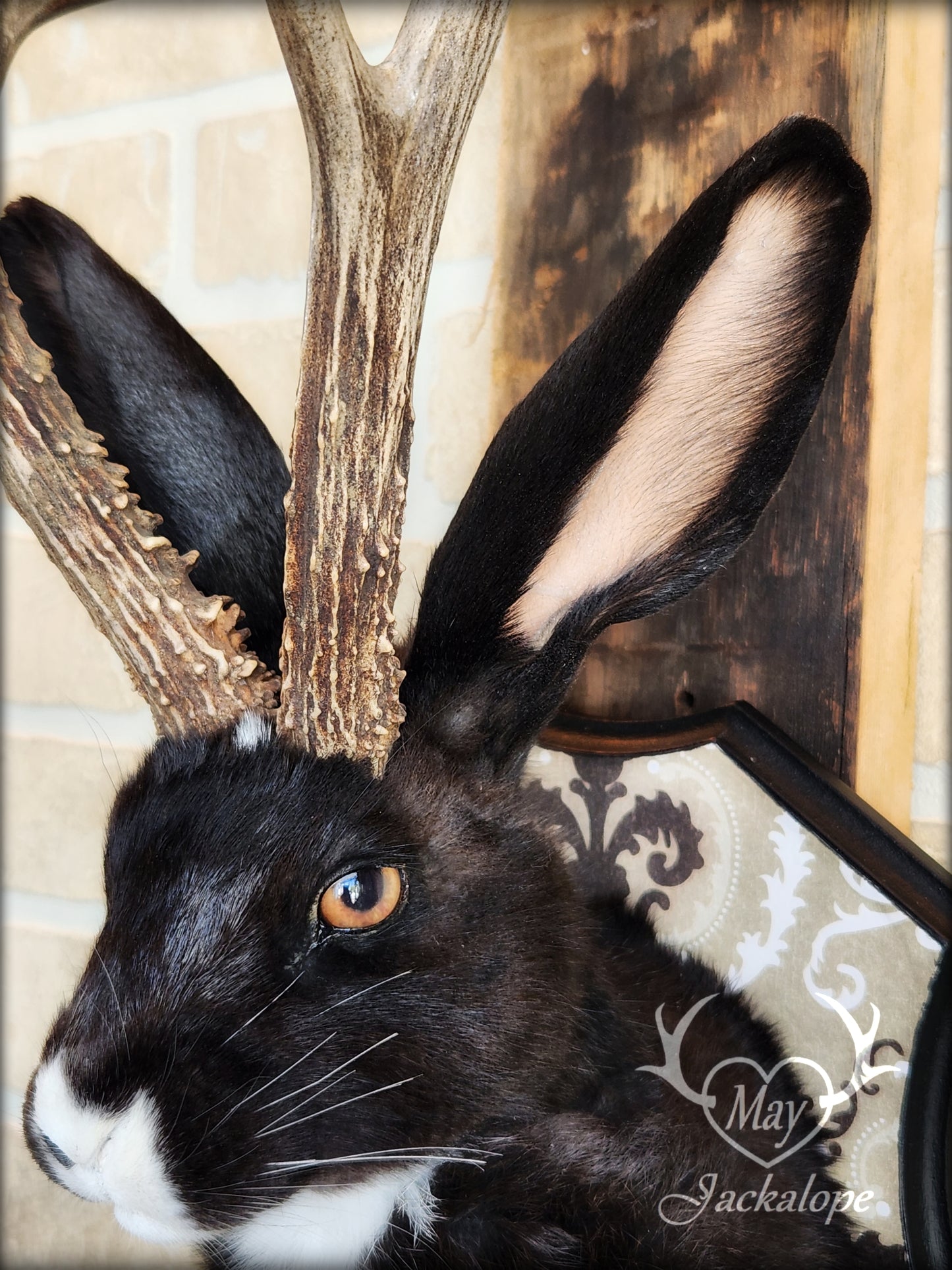 Black & white Jackalope taxidermy with hazel eyes, white heart on the belly & long real antlers