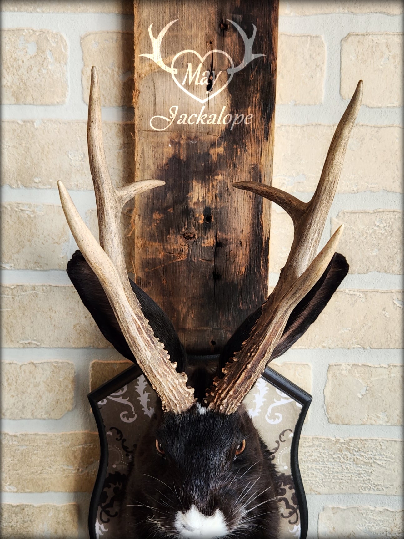 Black & white Jackalope taxidermy with hazel eyes, white heart on the belly & long real antlers