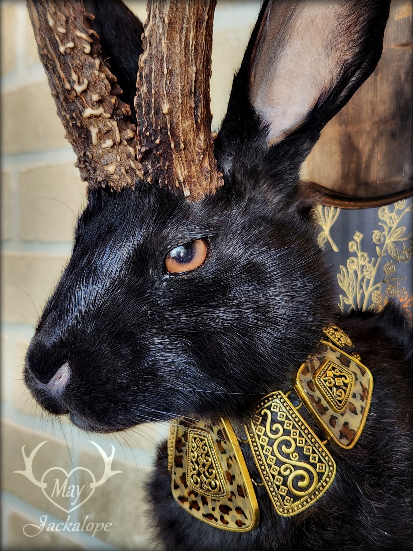 Black Jackalope taxidermy with heterochromia eyes, real antlers & golden necklace
