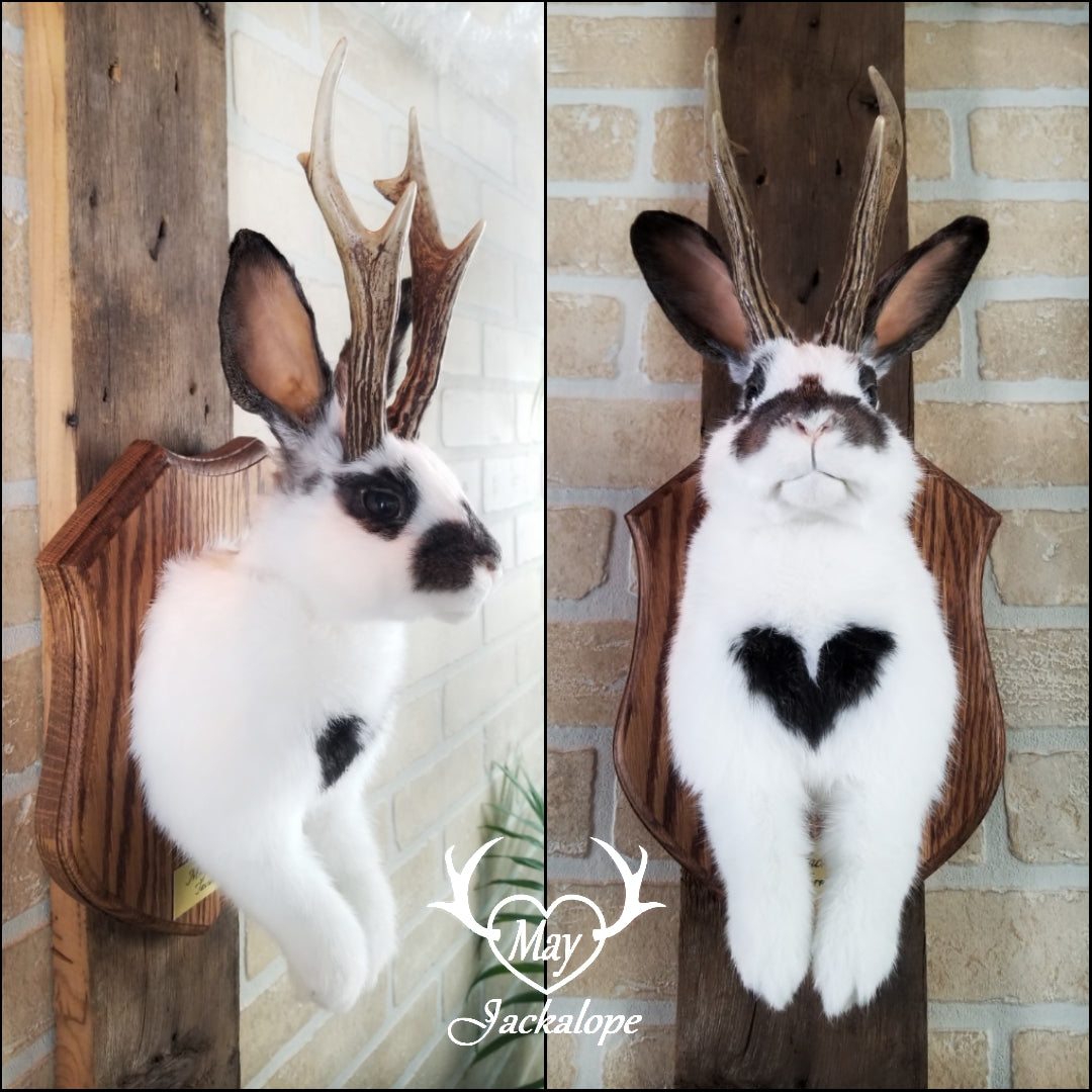 Taxidermie de Jackalope blanc et marron avec vrai panache et yeux brun.