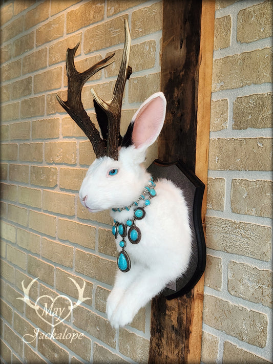 Big black & white Jackalope taxidermy with teal eyes, atypical real antlers with necklace