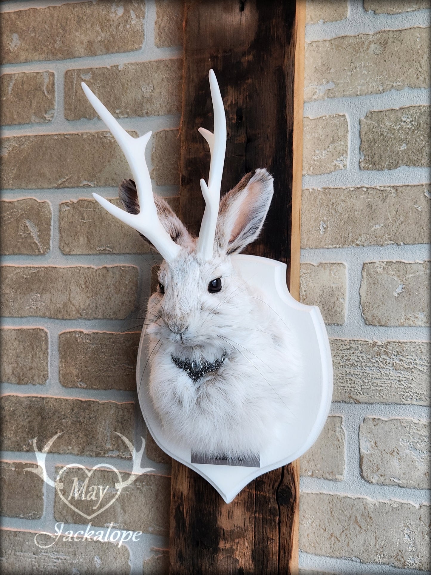 Small jackalope taxidermy, snowshoe hare with white antlers & white crest plaque