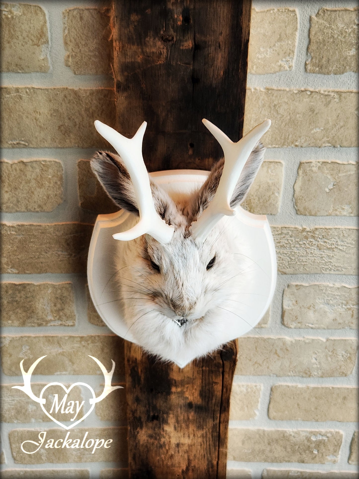 Small jackalope taxidermy, snowshoe hare with white antlers & white crest plaque