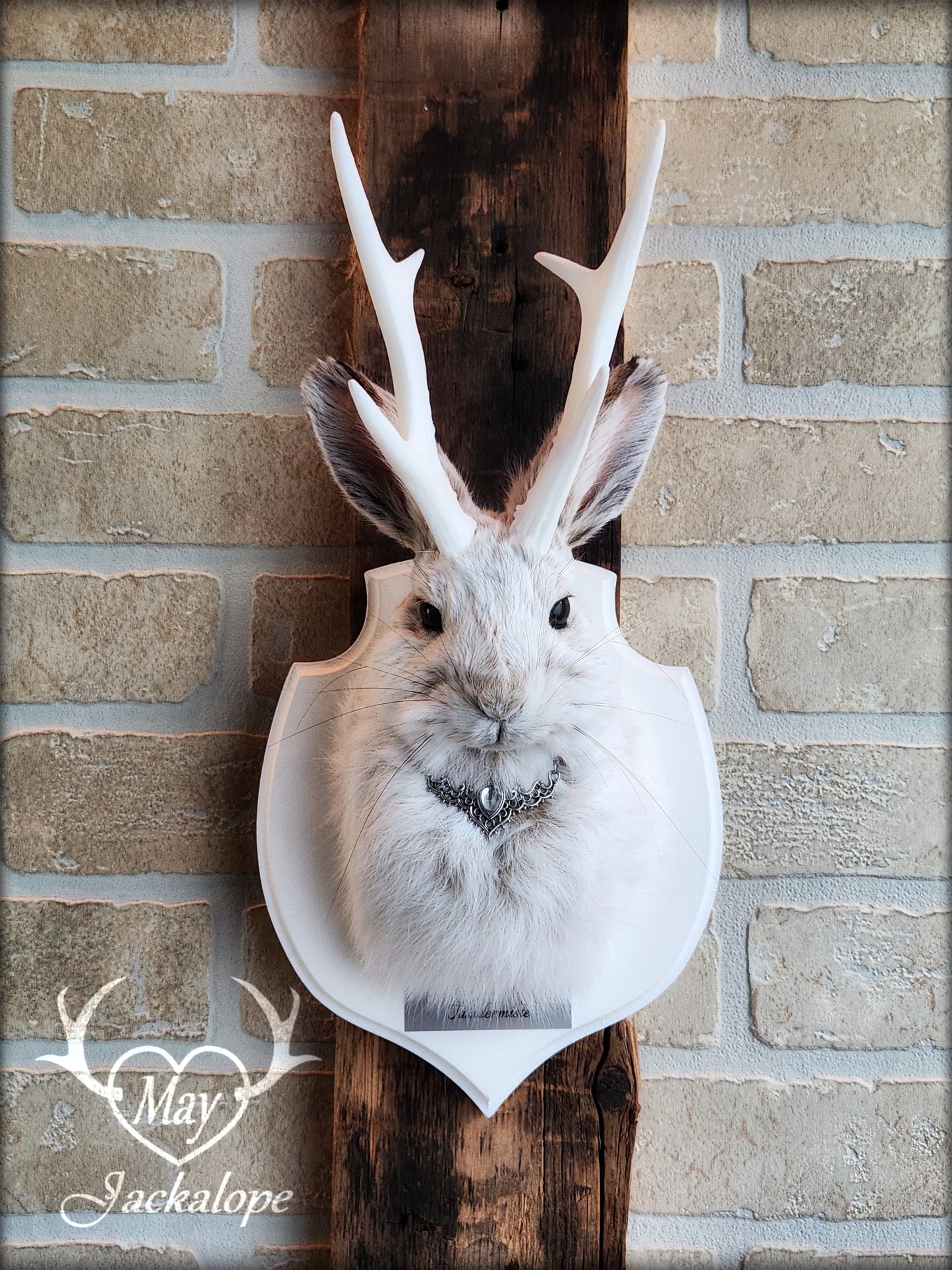 Small jackalope taxidermy, snowshoe hare with white antlers & white crest plaque