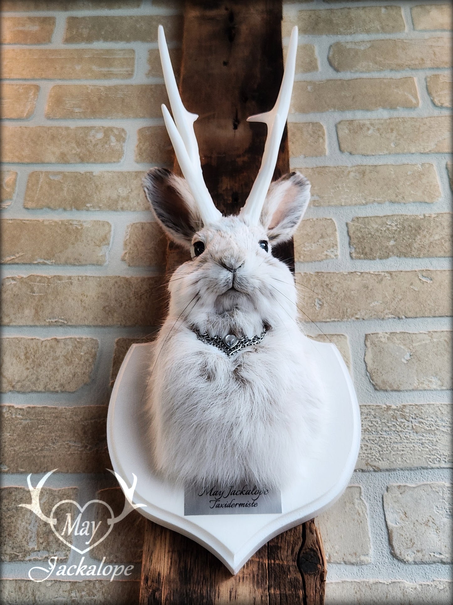 Small jackalope taxidermy, snowshoe hare with white antlers & white crest plaque