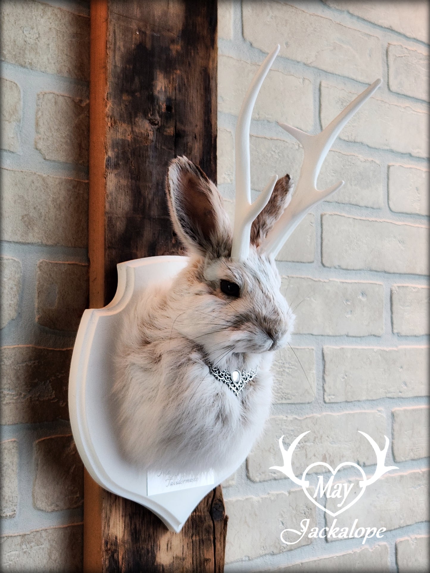 Small jackalope taxidermy, snowshoe hare with white antlers & white crest plaque