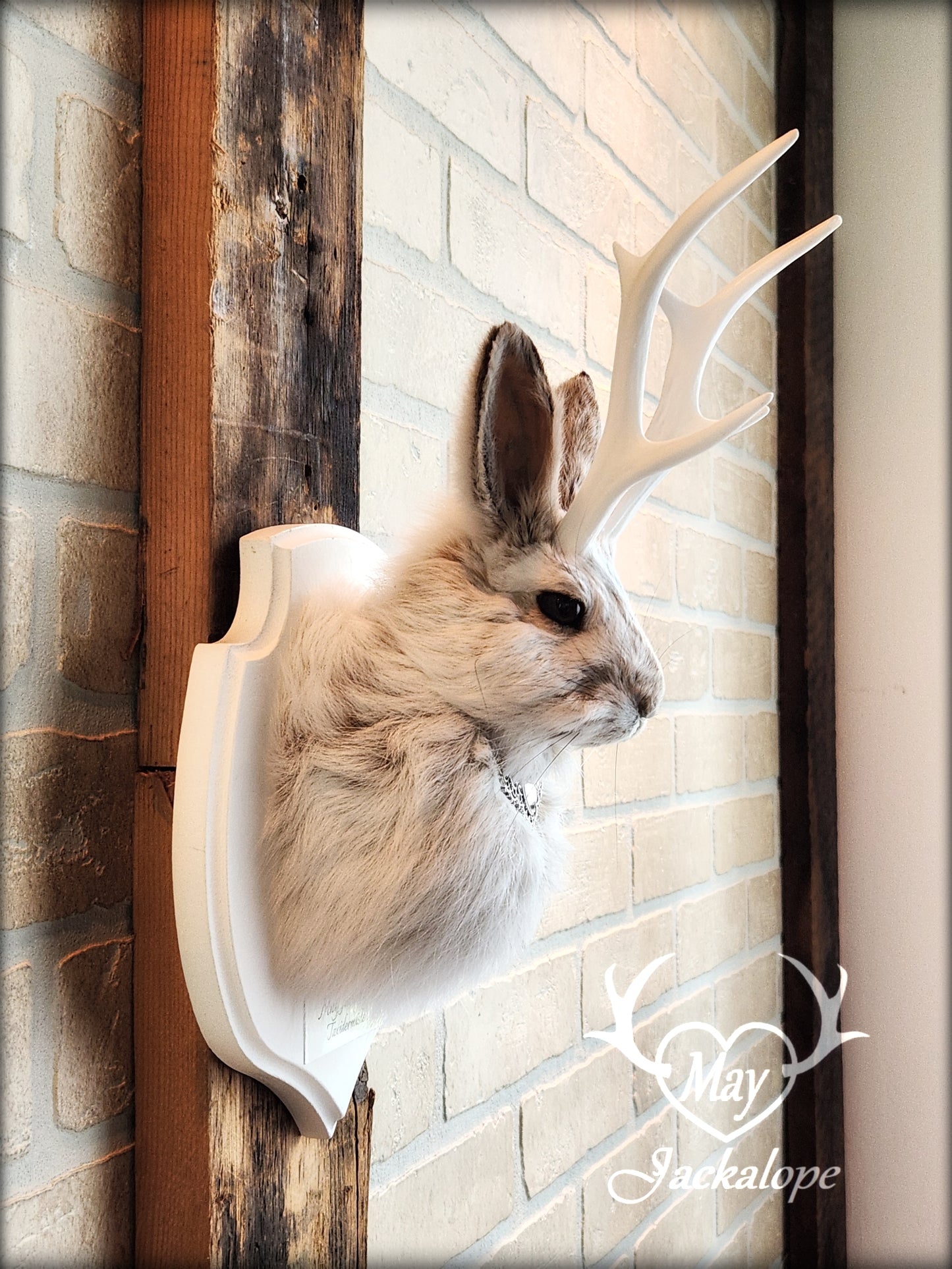 Small jackalope taxidermy, snowshoe hare with white antlers & white crest plaque