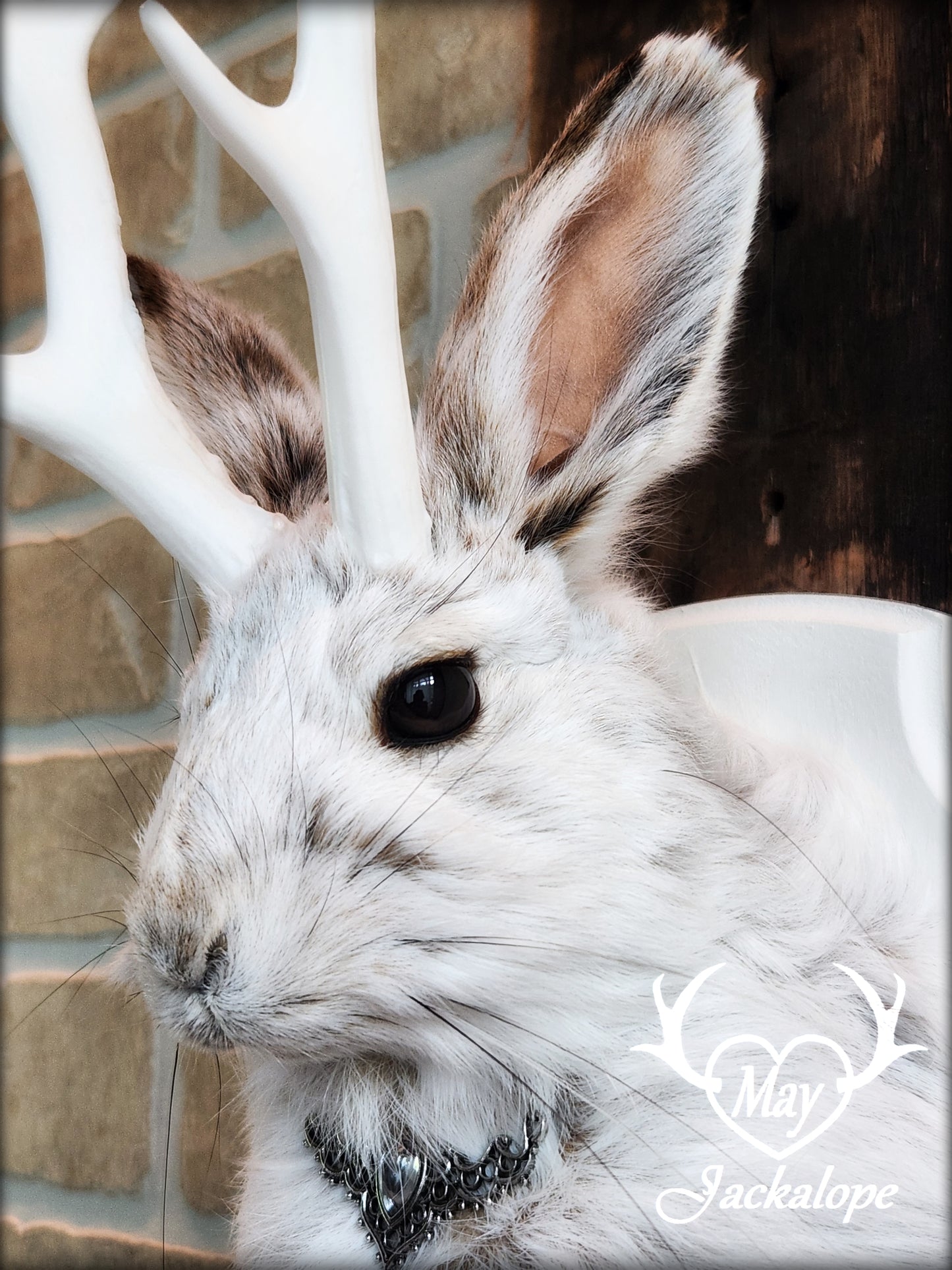 Small jackalope taxidermy, snowshoe hare with white antlers & white crest plaque