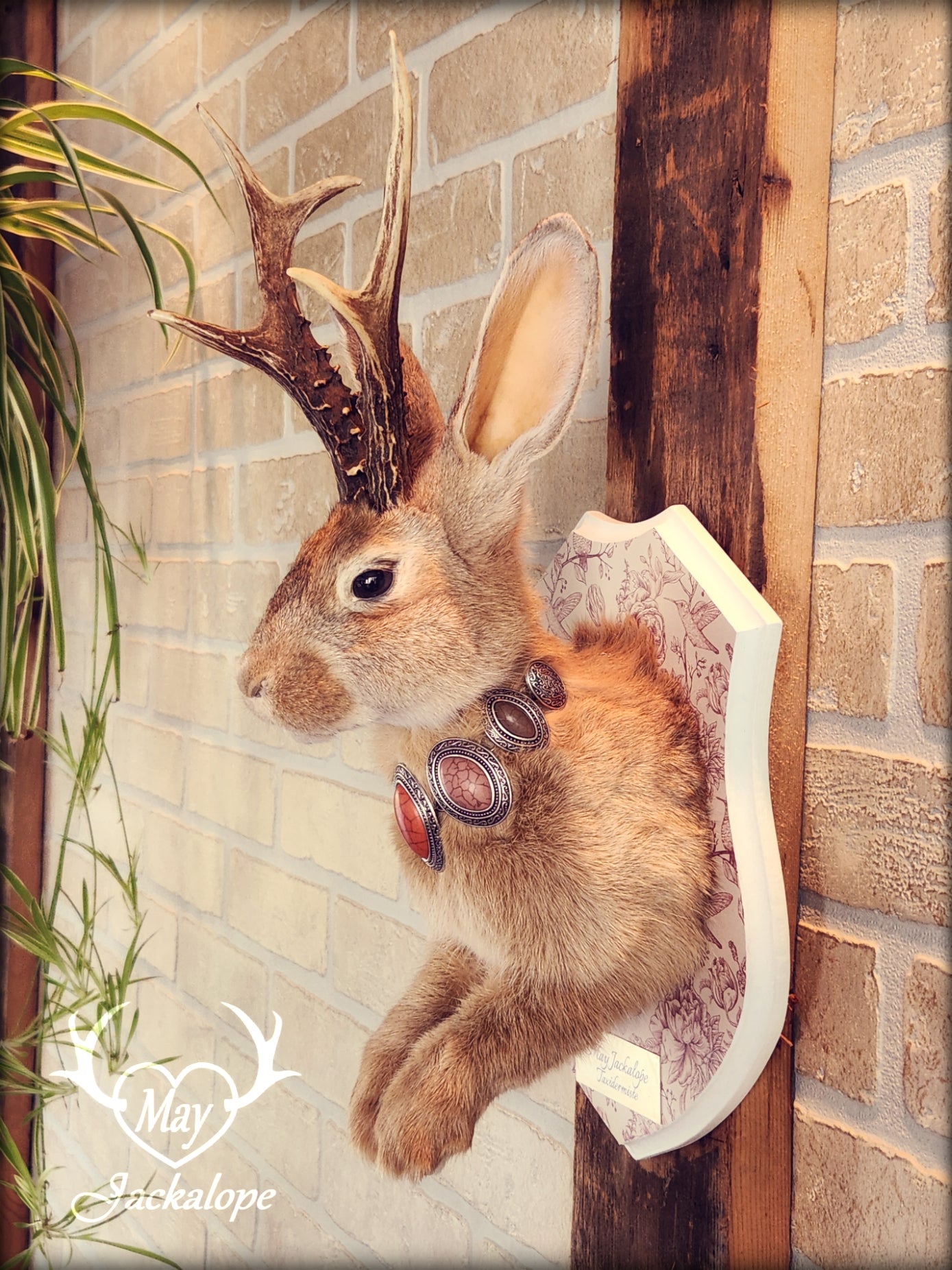 Golden Jackalope taxidermy with dark eyes, real antlers and a necklace