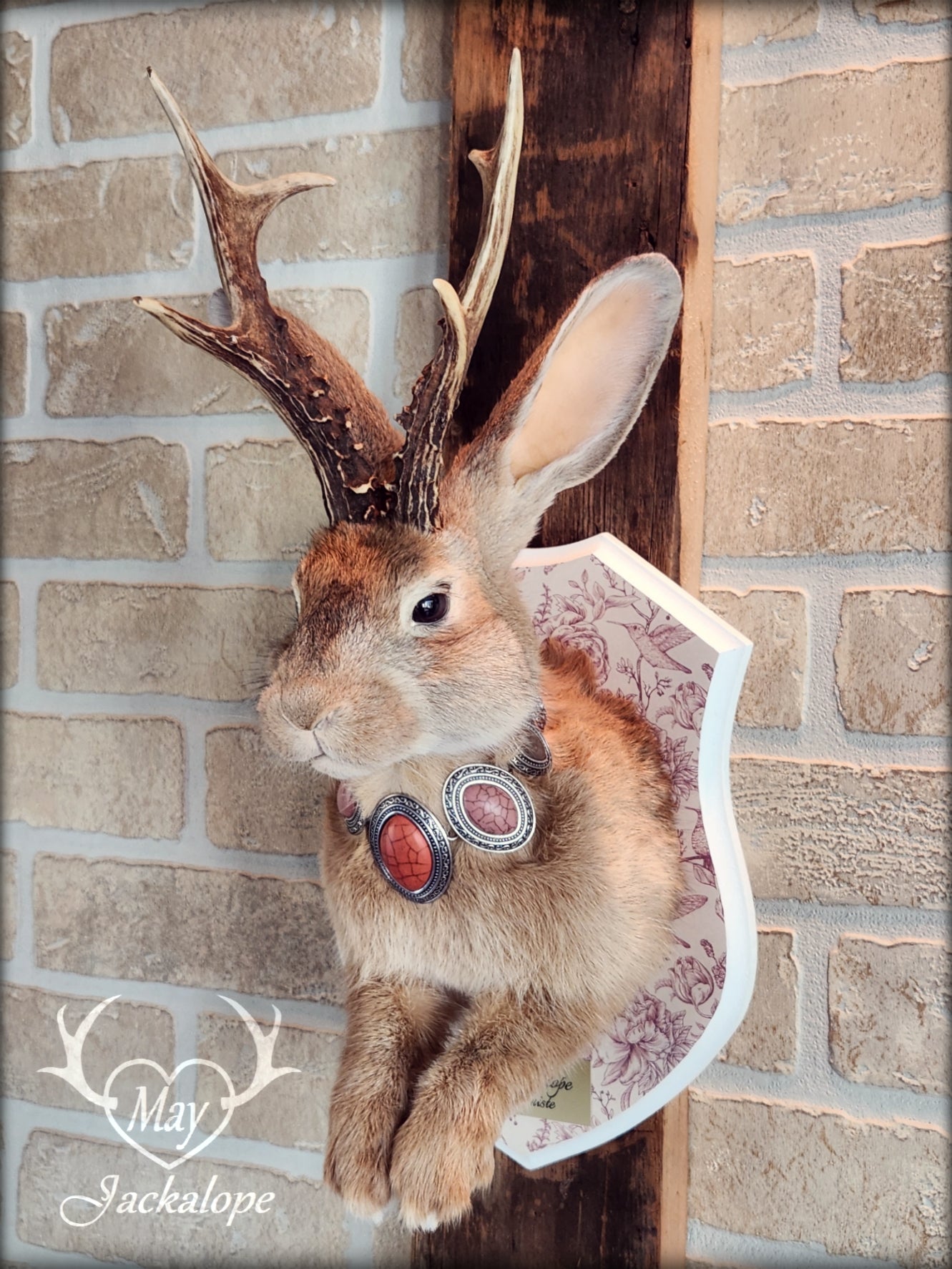 Golden Jackalope taxidermy with dark eyes, real antlers and a necklace