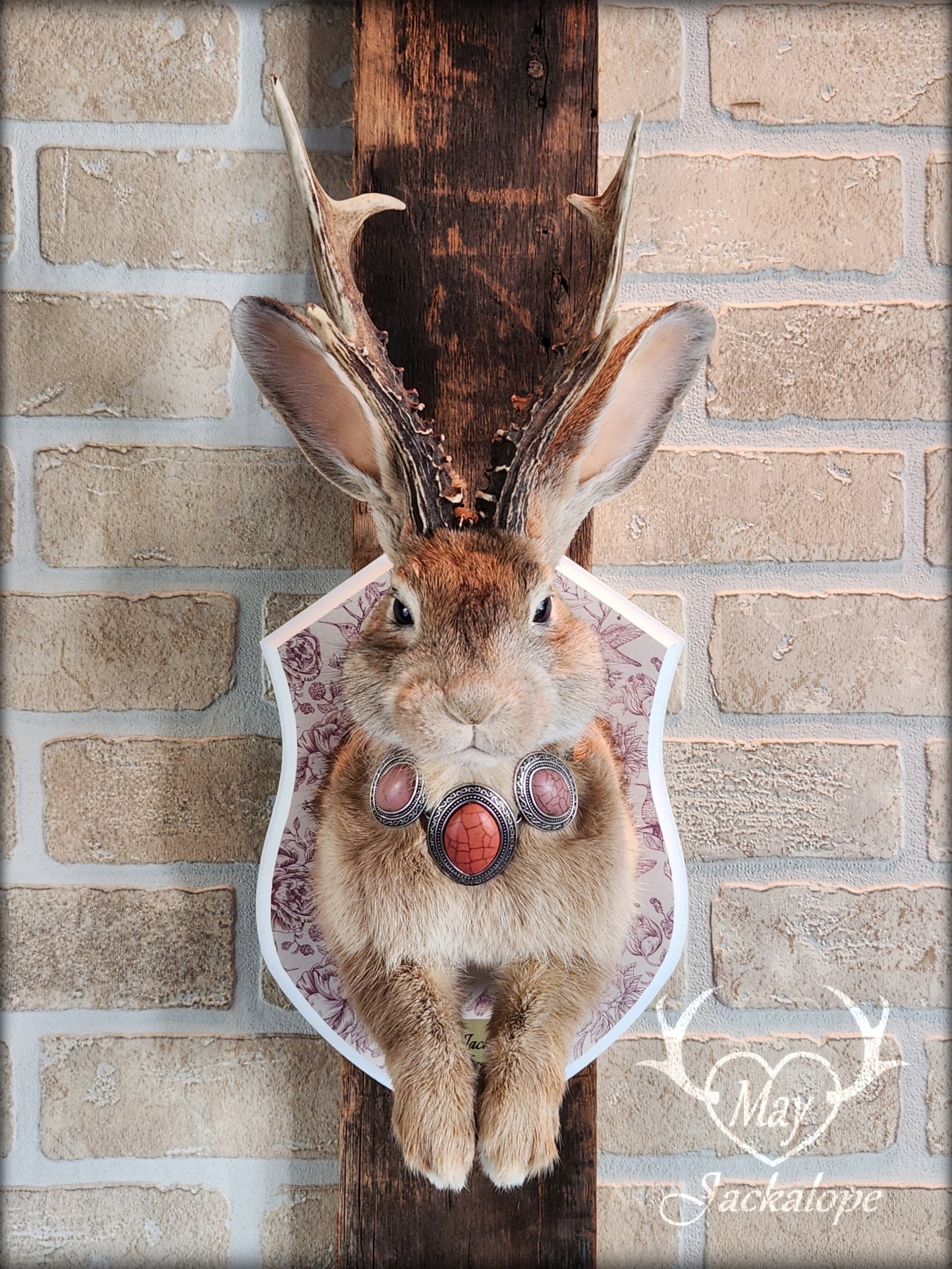 Golden Jackalope taxidermy with dark eyes, real antlers and a necklace