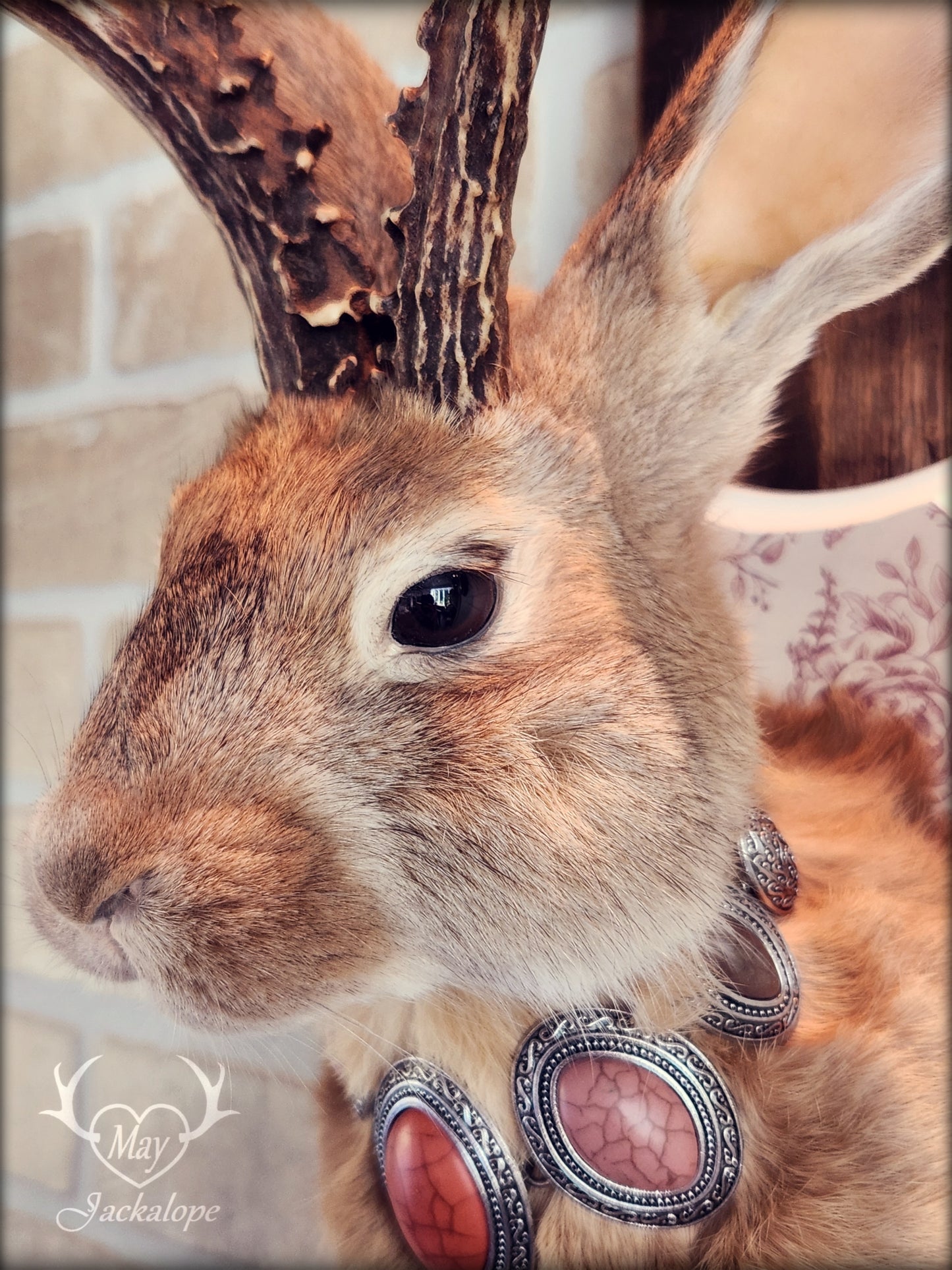 Golden Jackalope taxidermy with dark eyes, real antlers and a necklace