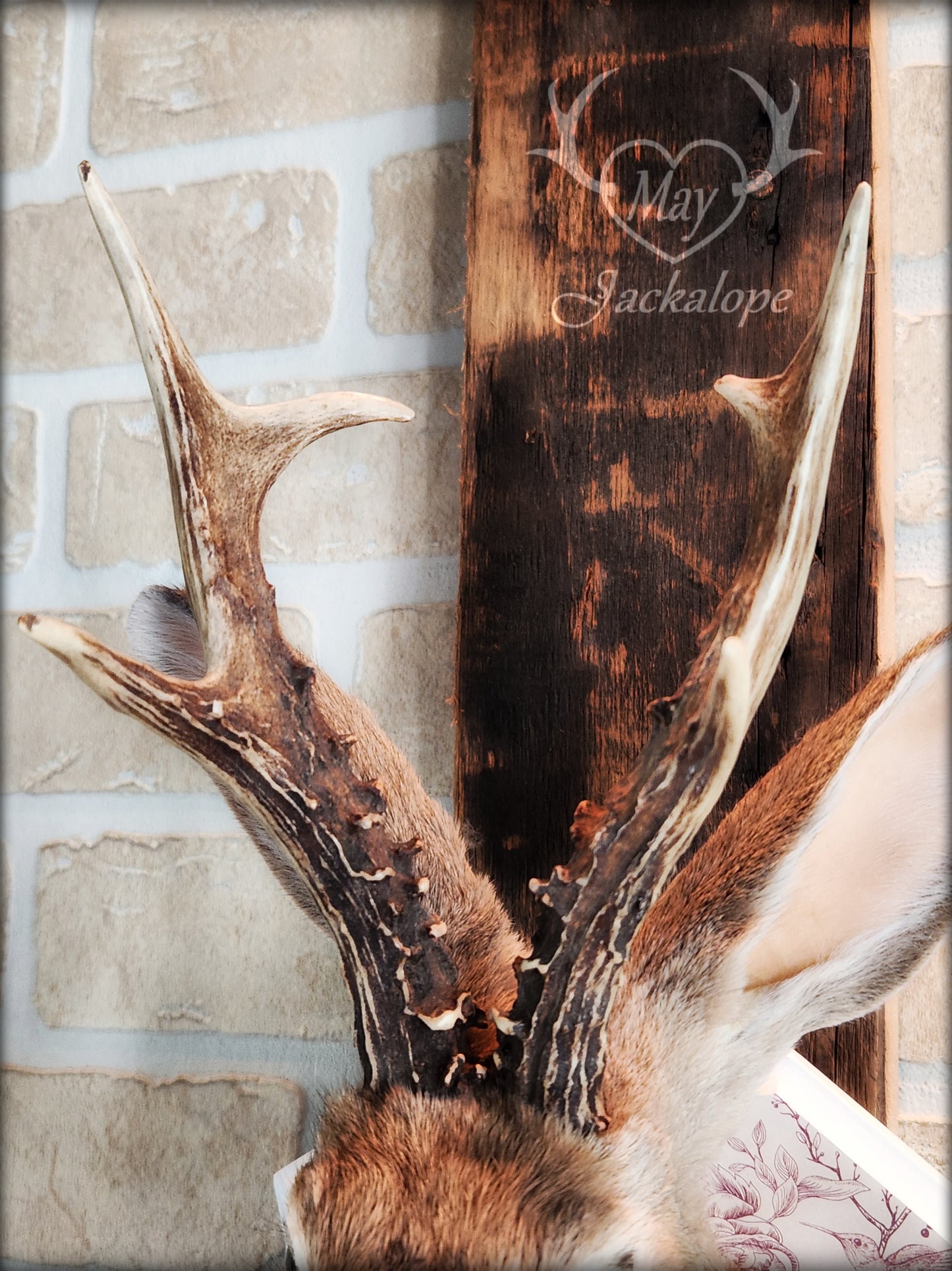 Golden Jackalope taxidermy with dark eyes, real antlers and a necklace