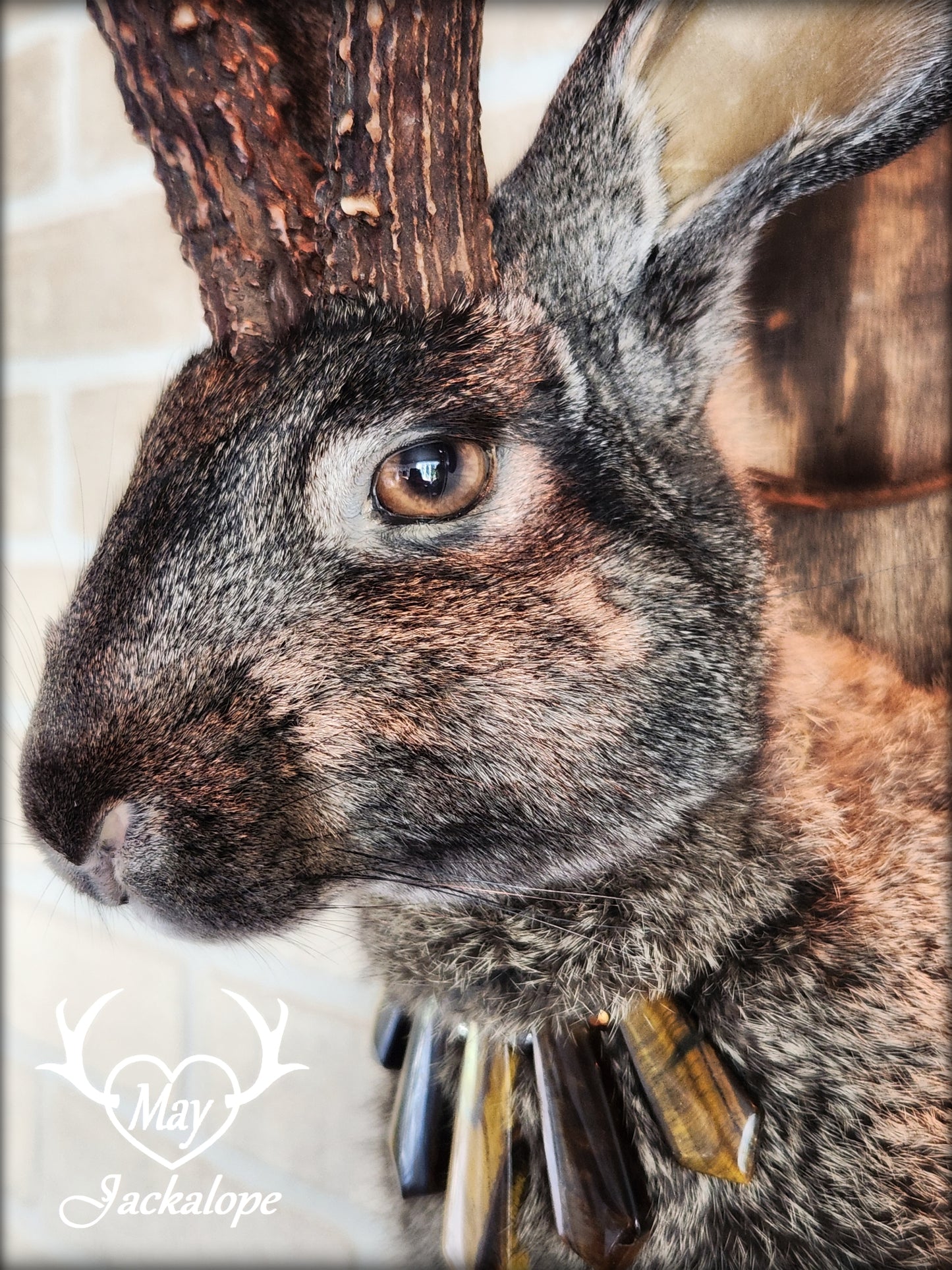 Big dark brown Jackalope taxidermy with hazel eyes, real antlers and a necklace