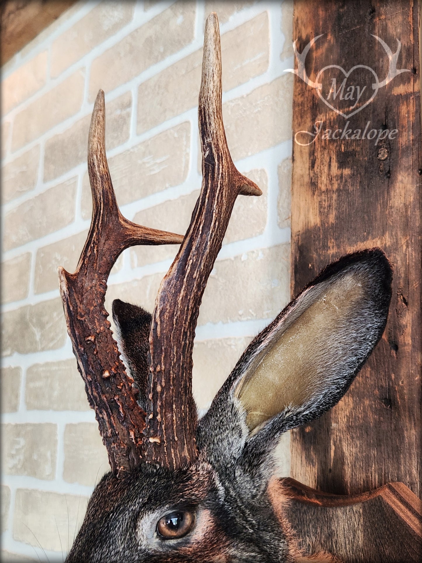 Big dark brown Jackalope taxidermy with hazel eyes, real antlers and a necklace