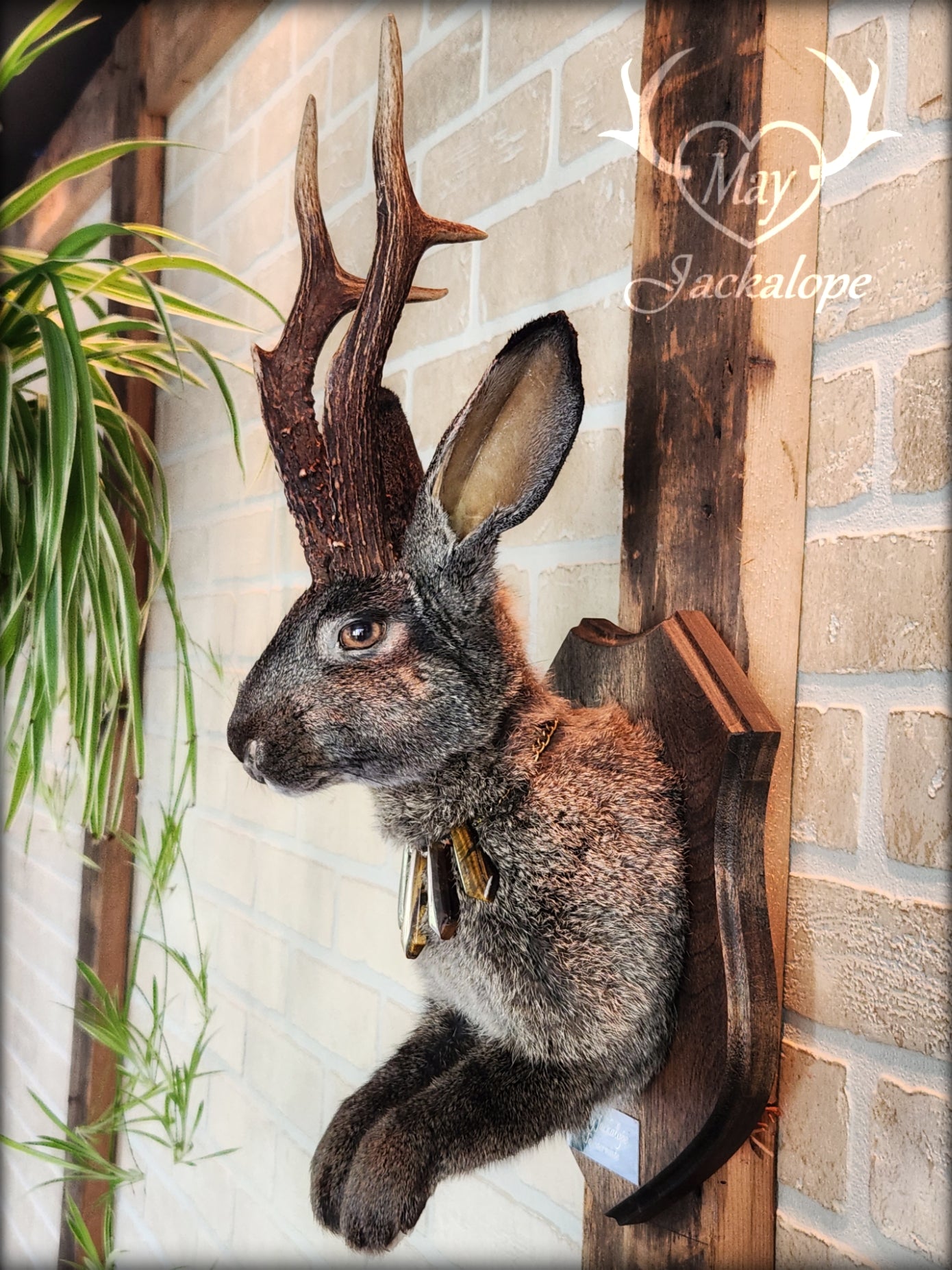 Big dark brown Jackalope taxidermy with hazel eyes, real antlers and a necklace