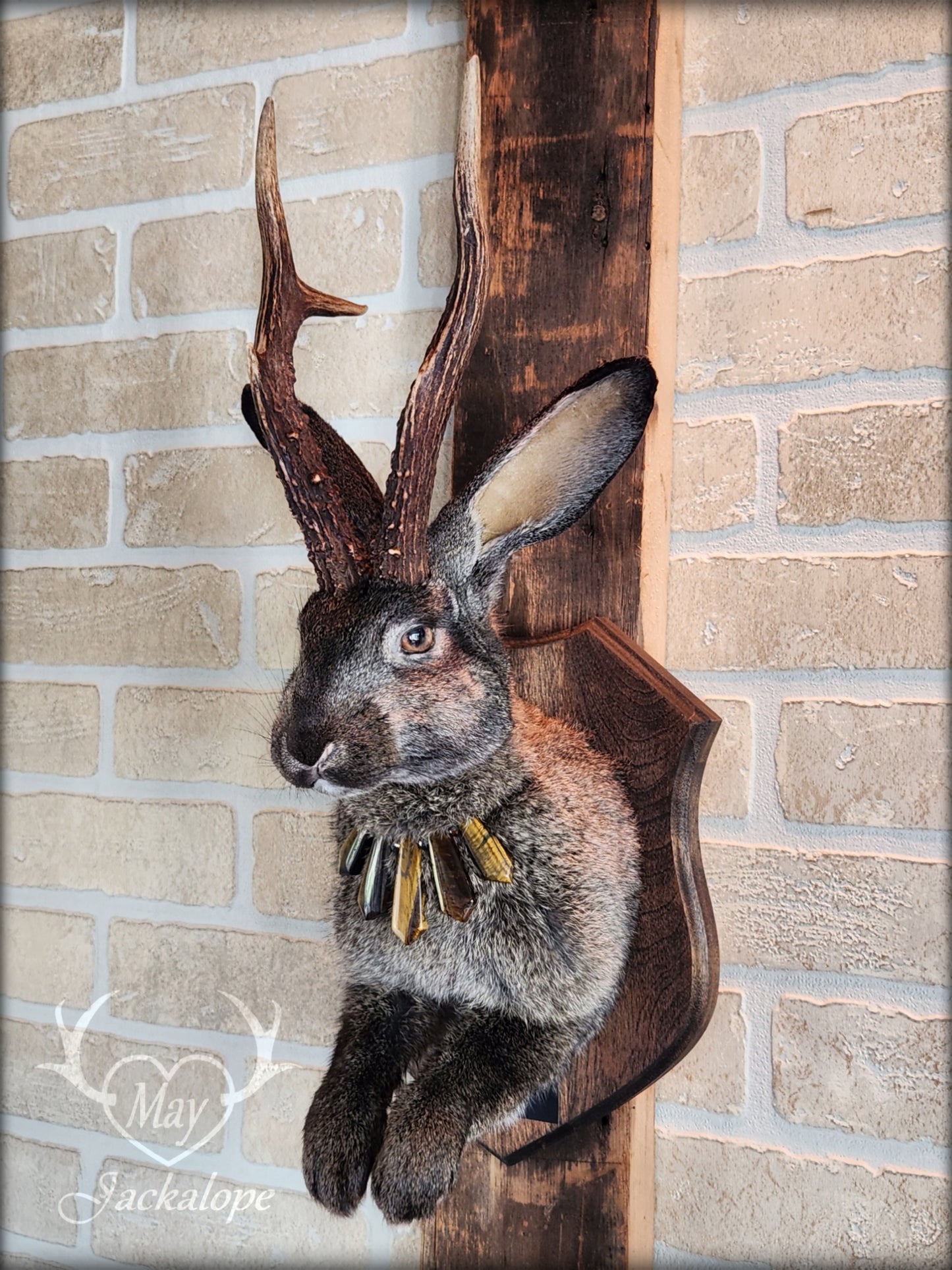 Big dark brown Jackalope taxidermy with hazel eyes, real antlers and a necklace