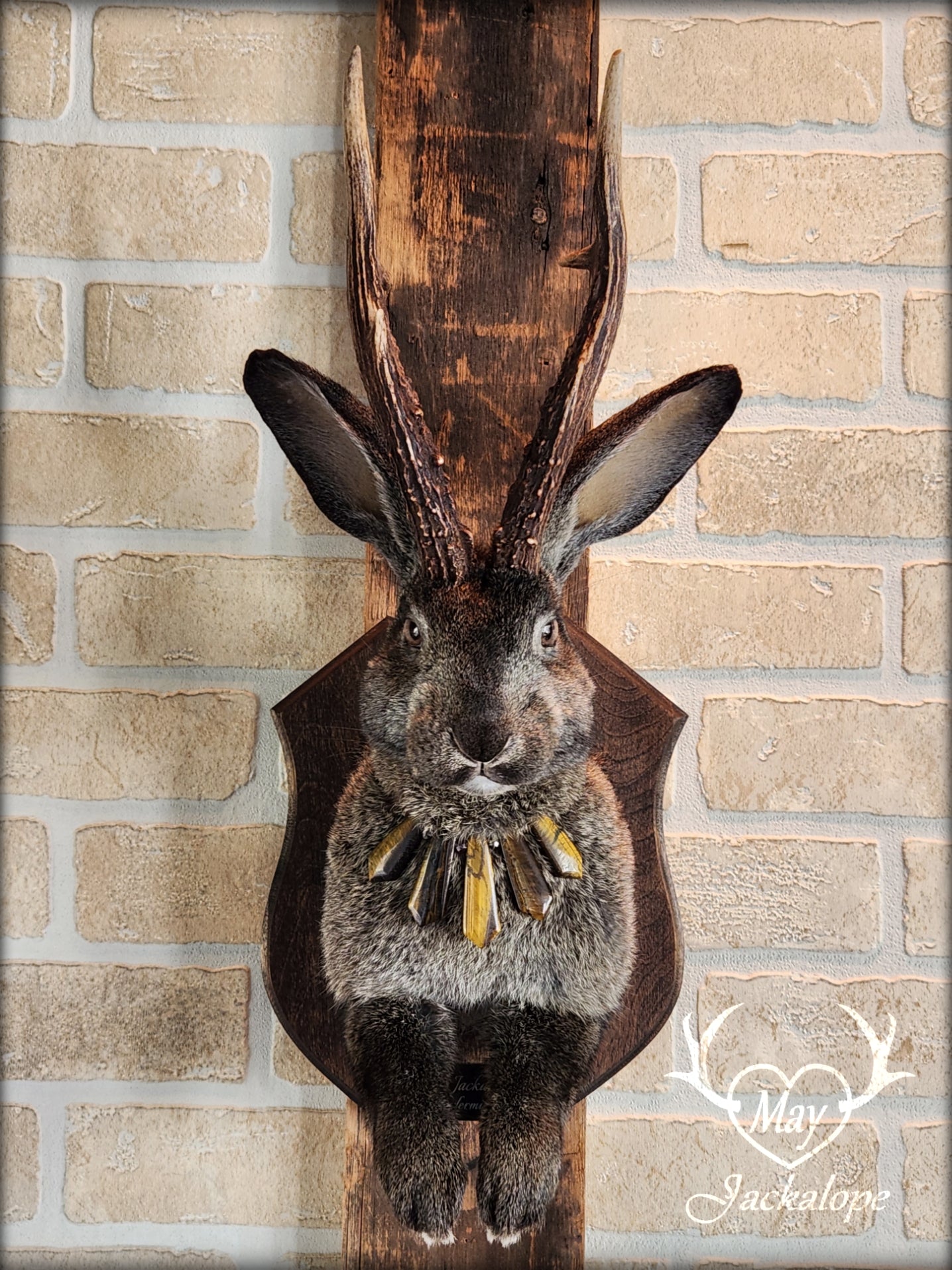 Big dark brown Jackalope taxidermy with hazel eyes, real antlers and a necklace