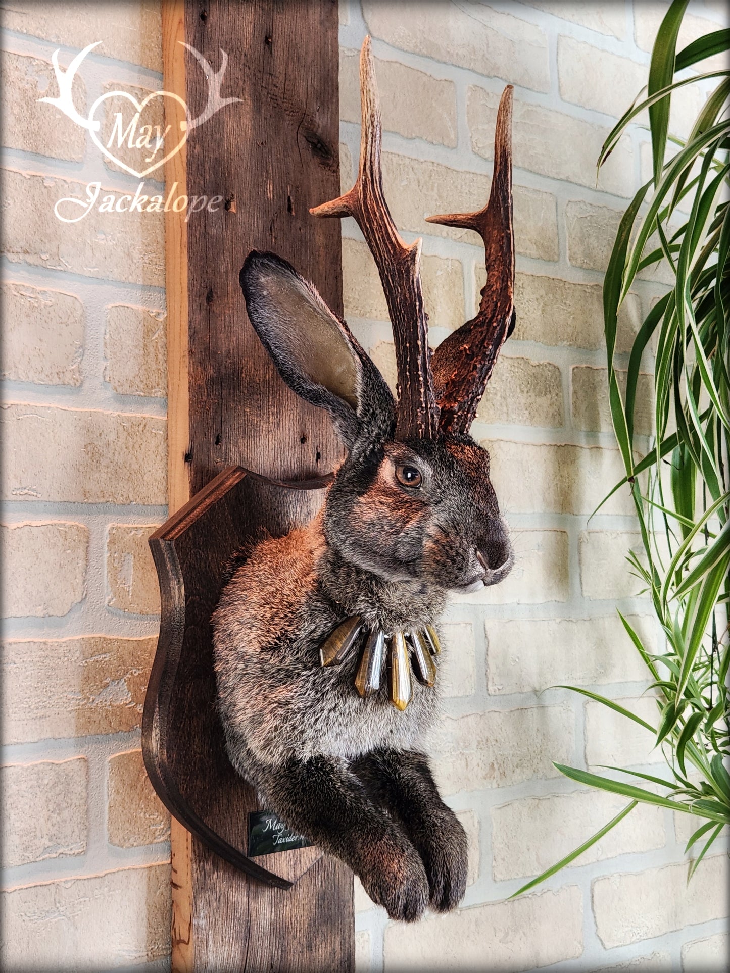 Big dark brown Jackalope taxidermy with hazel eyes, real antlers and a necklace