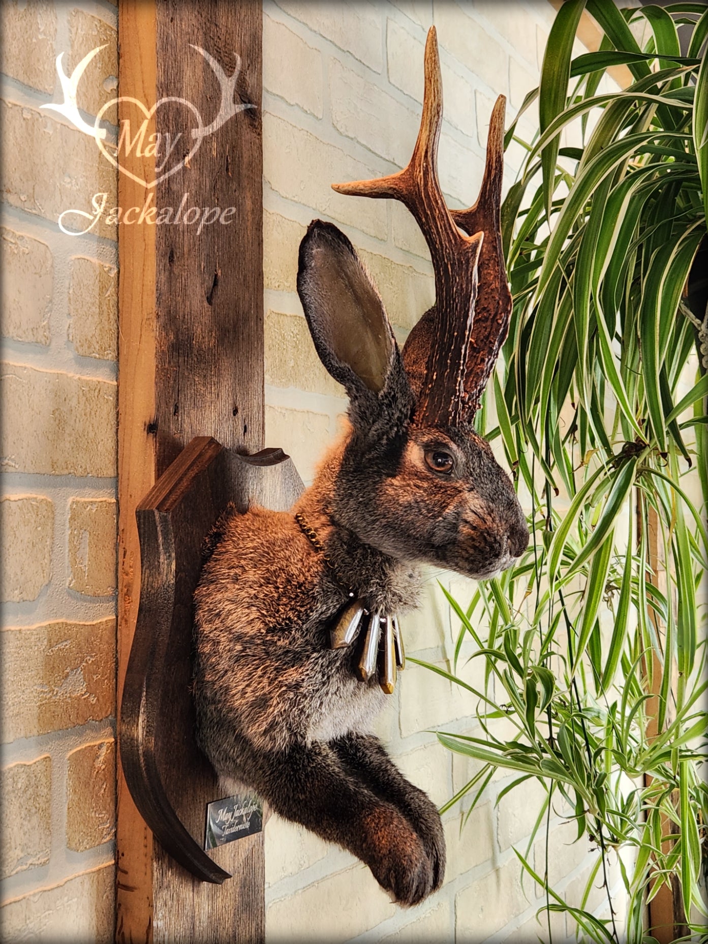 Big dark brown Jackalope taxidermy with hazel eyes, real antlers and a necklace