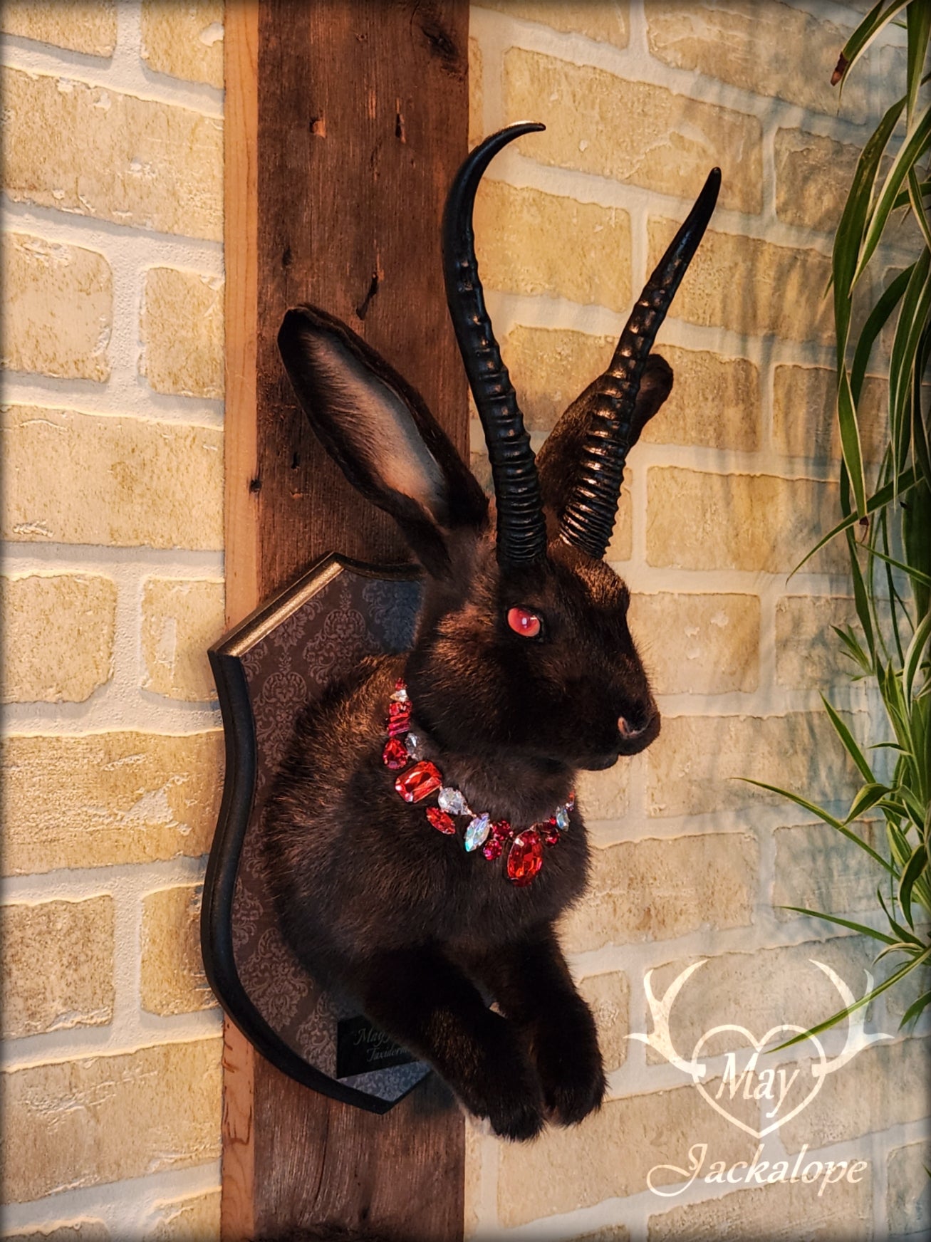 Black Jackalope taxidermy with red eyes, black horns replica & a necklace