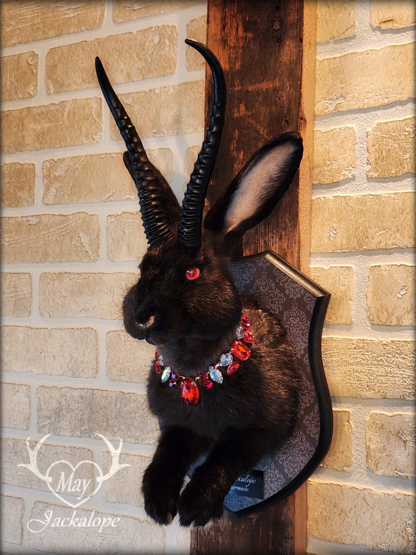 Taxidermie de jackalope noir aux yeux rouge, avec des répliques réalistes de cornes et avec un collier.