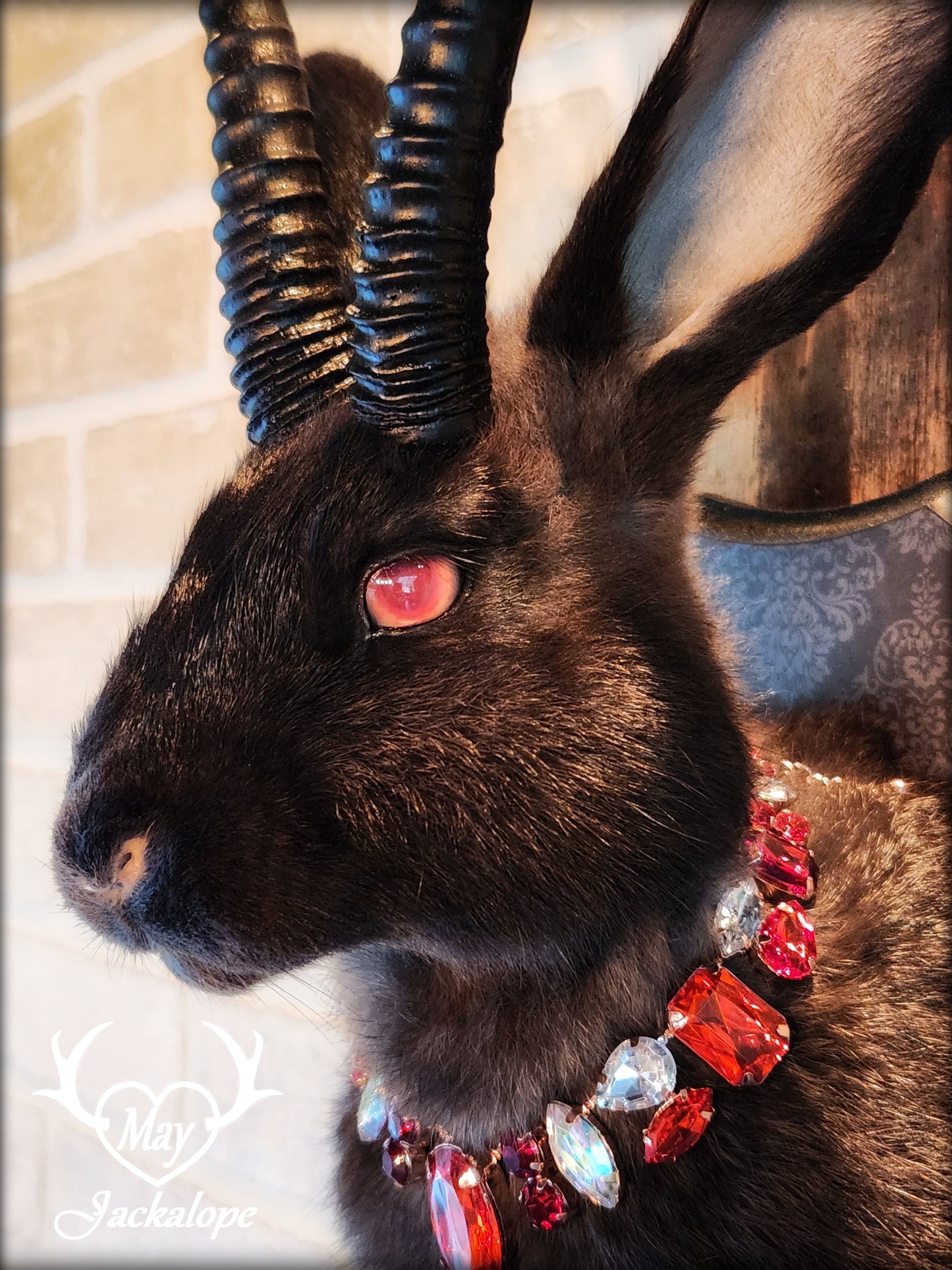 Taxidermie de jackalope noir aux yeux rouge, avec des répliques réalistes de cornes et avec un collier.