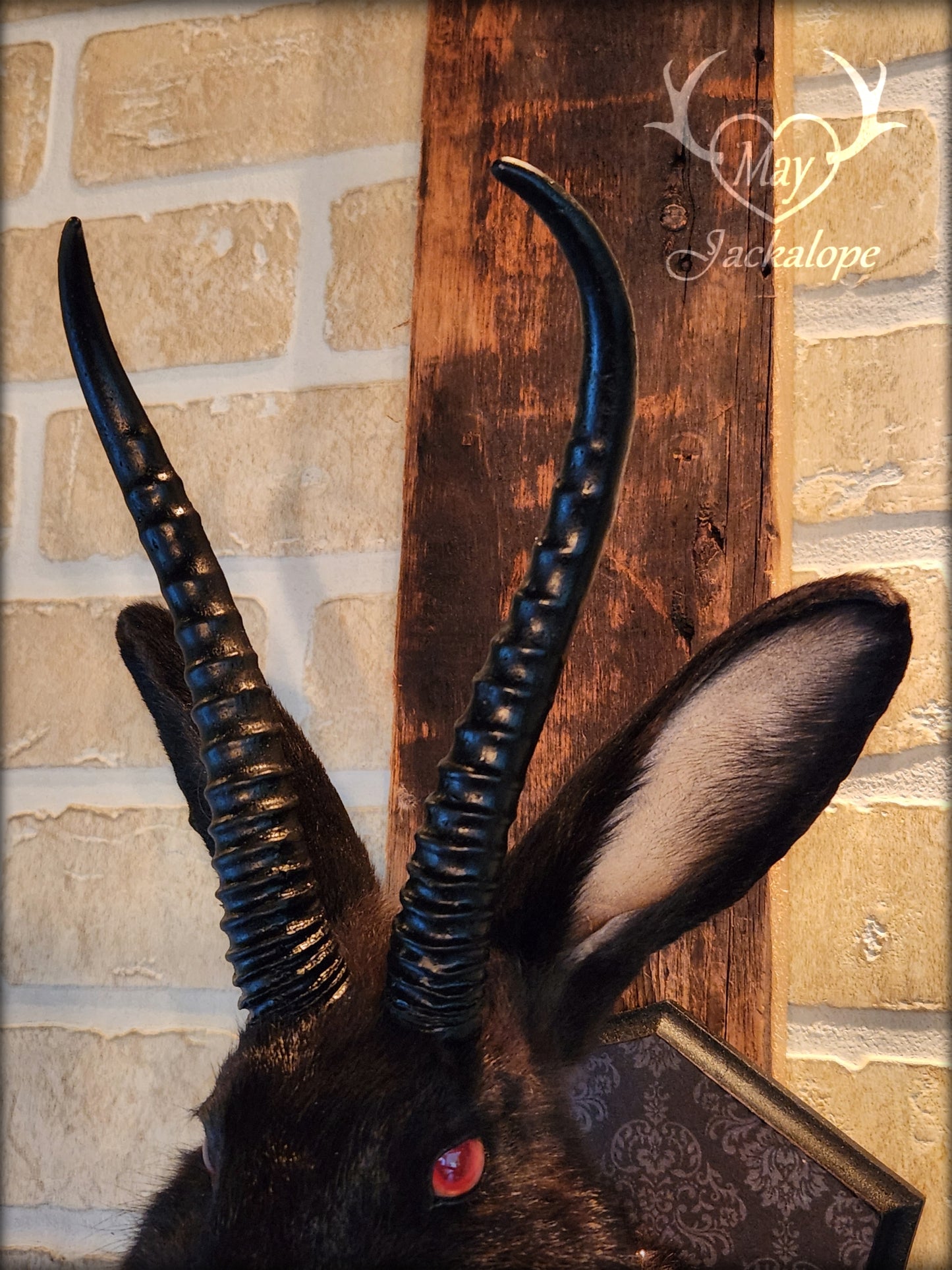 Taxidermie de jackalope noir aux yeux rouge, avec des répliques réalistes de cornes et avec un collier.