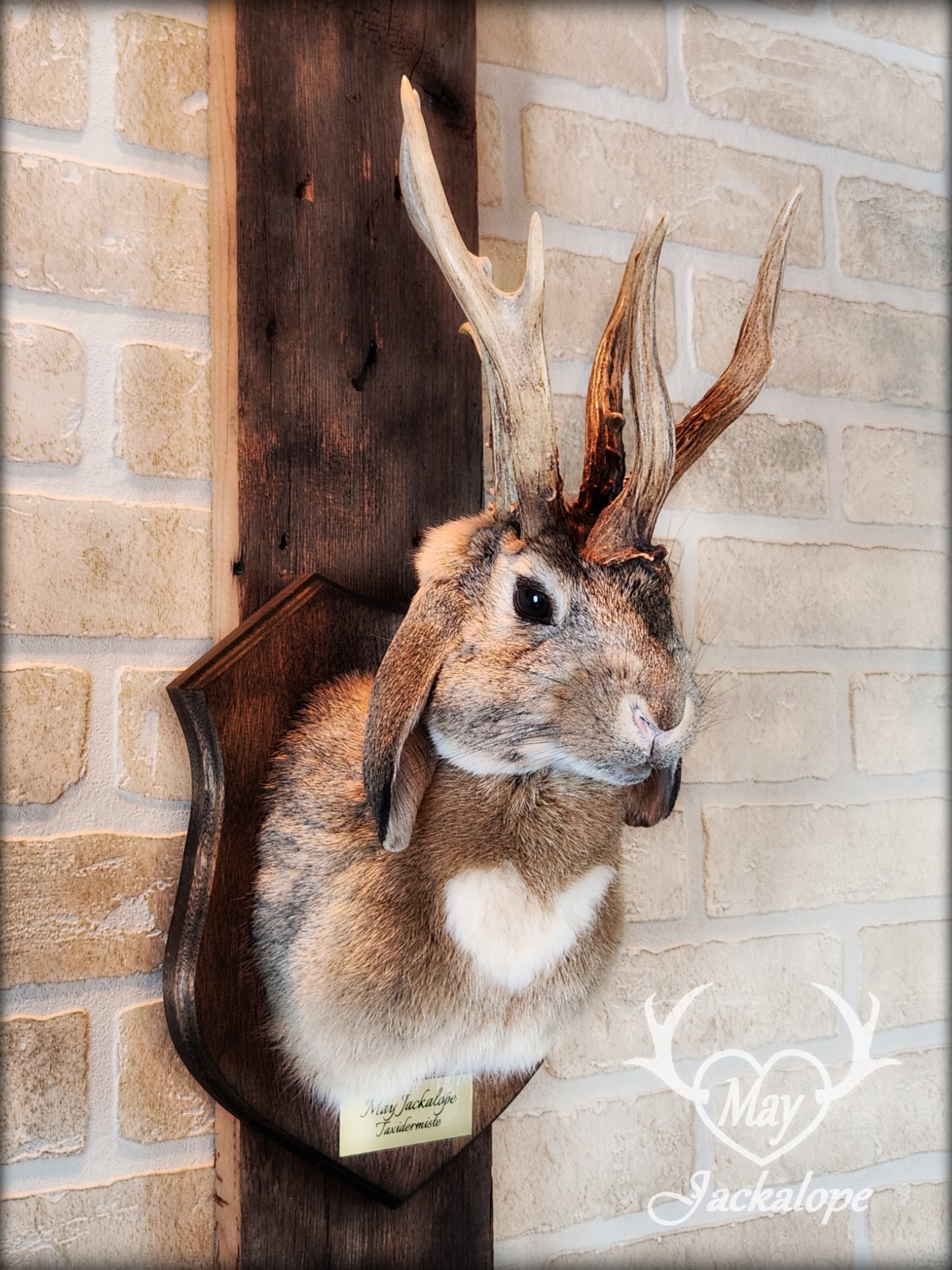 Taxidermie de jackalope brun avec des yeux foncé, cœur blanc sur le ventre avec de vraies panaches atypiques