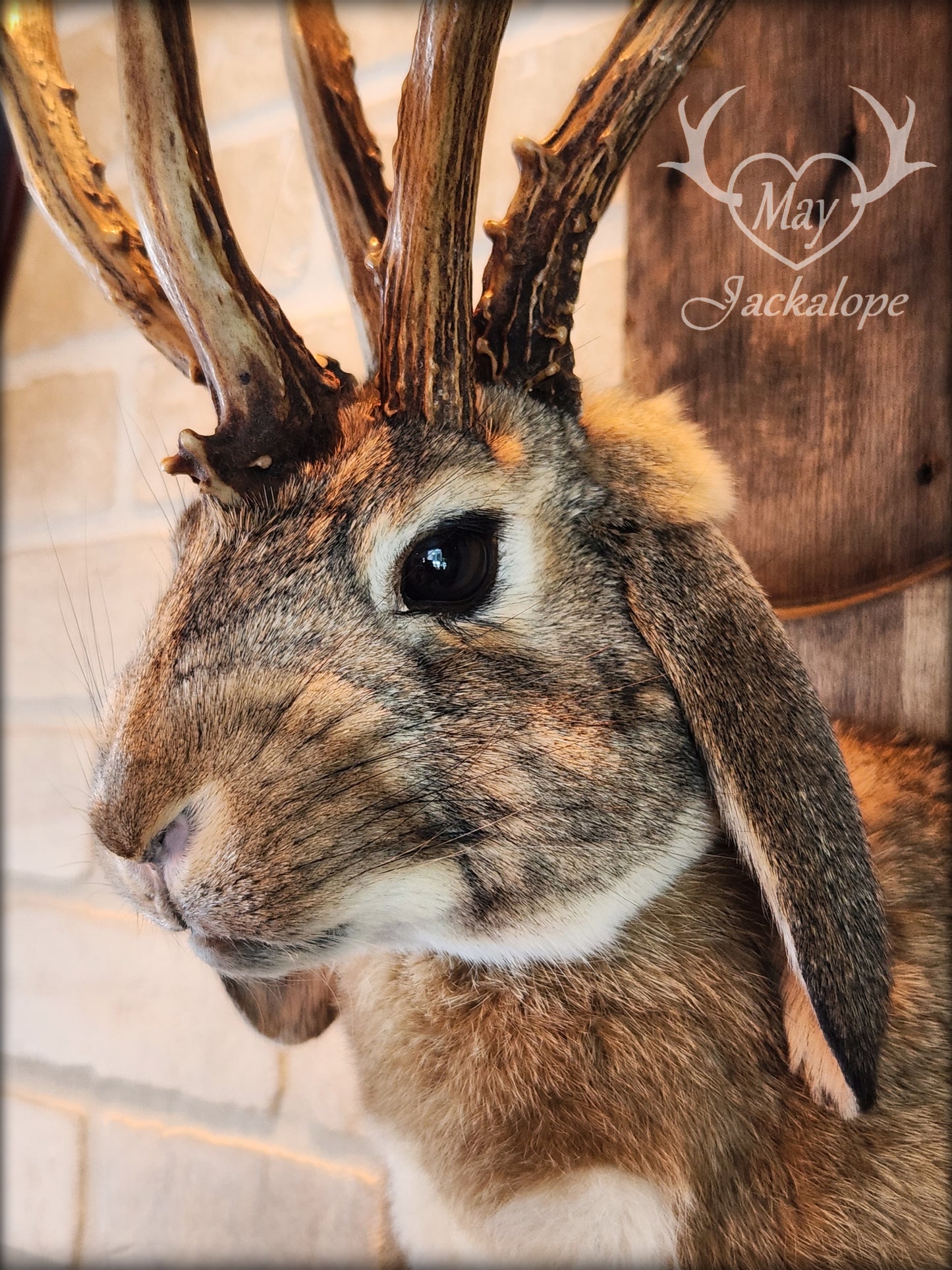 Brown Jackalope taxidermy with dark eyes, white heart on the belly & real atypical antlers.
