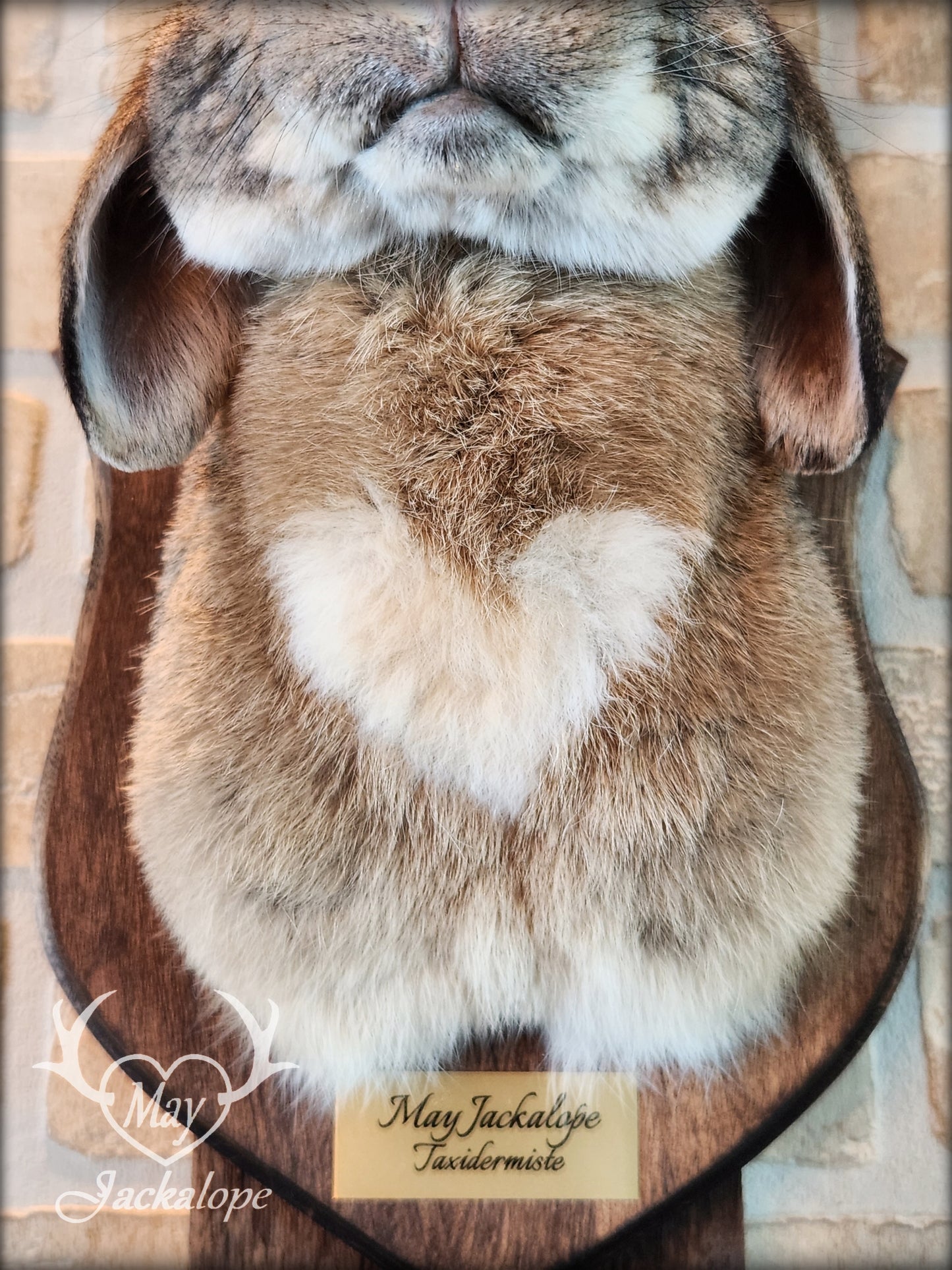 Taxidermie de jackalope brun avec des yeux foncé, cœur blanc sur le ventre avec de vraies panaches atypiques